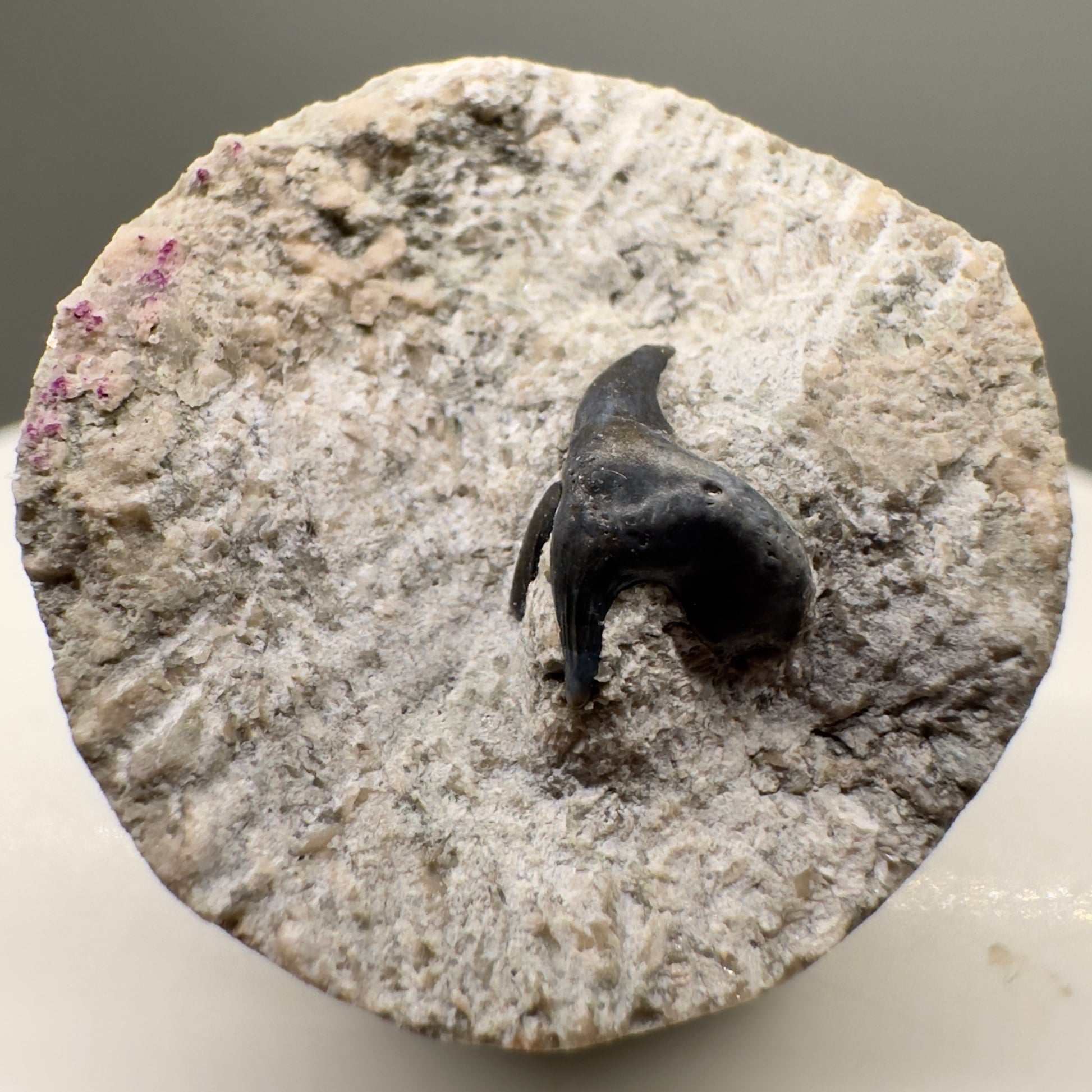 340 million years old - In Matrix Fossil Phoebodus sp. - Extinct Phoebodont Shark Tooth from Indiana R562 - front