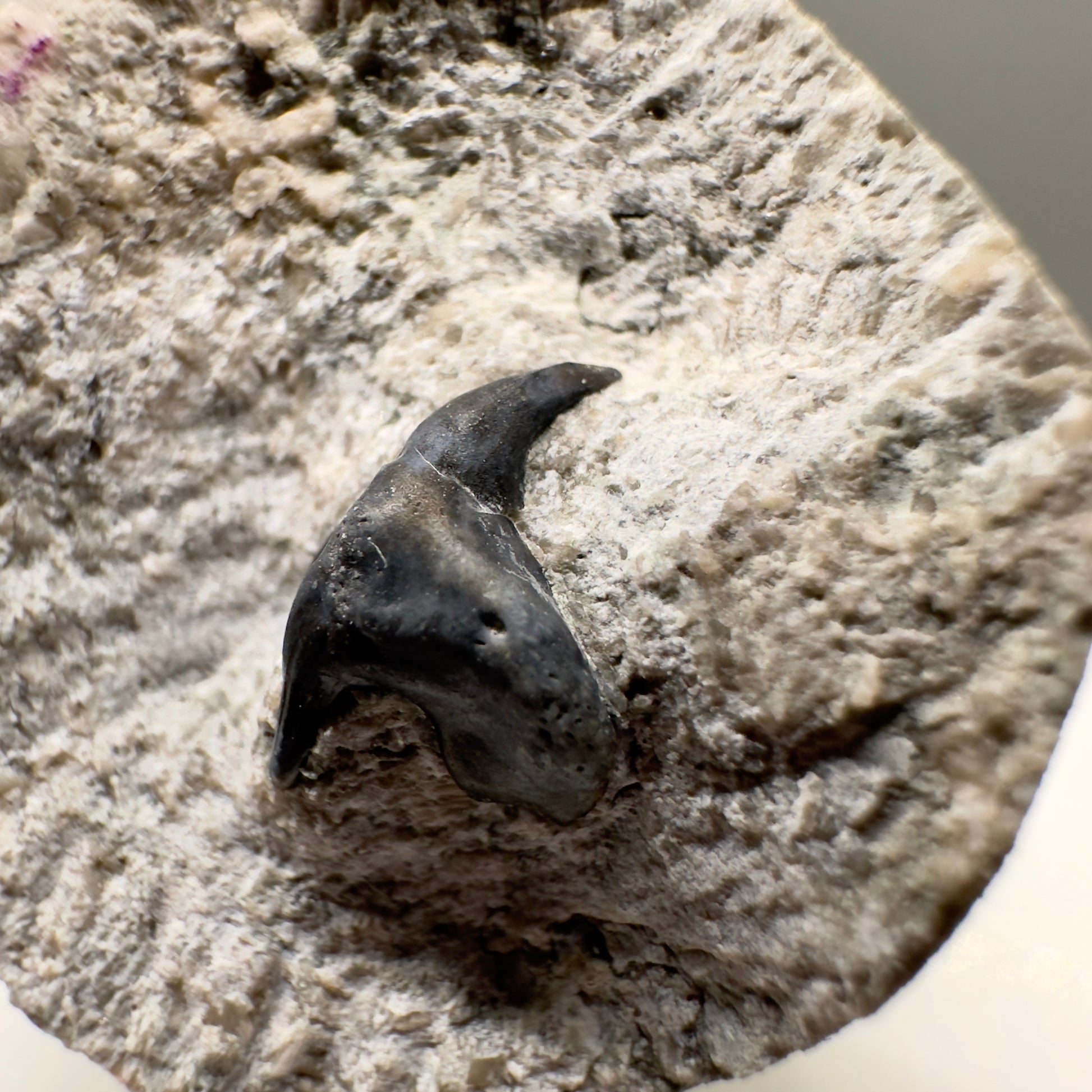 340 million years old - In Matrix Fossil Phoebodus sp. - Extinct Phoebodont Shark Tooth from Indiana R562 - front right