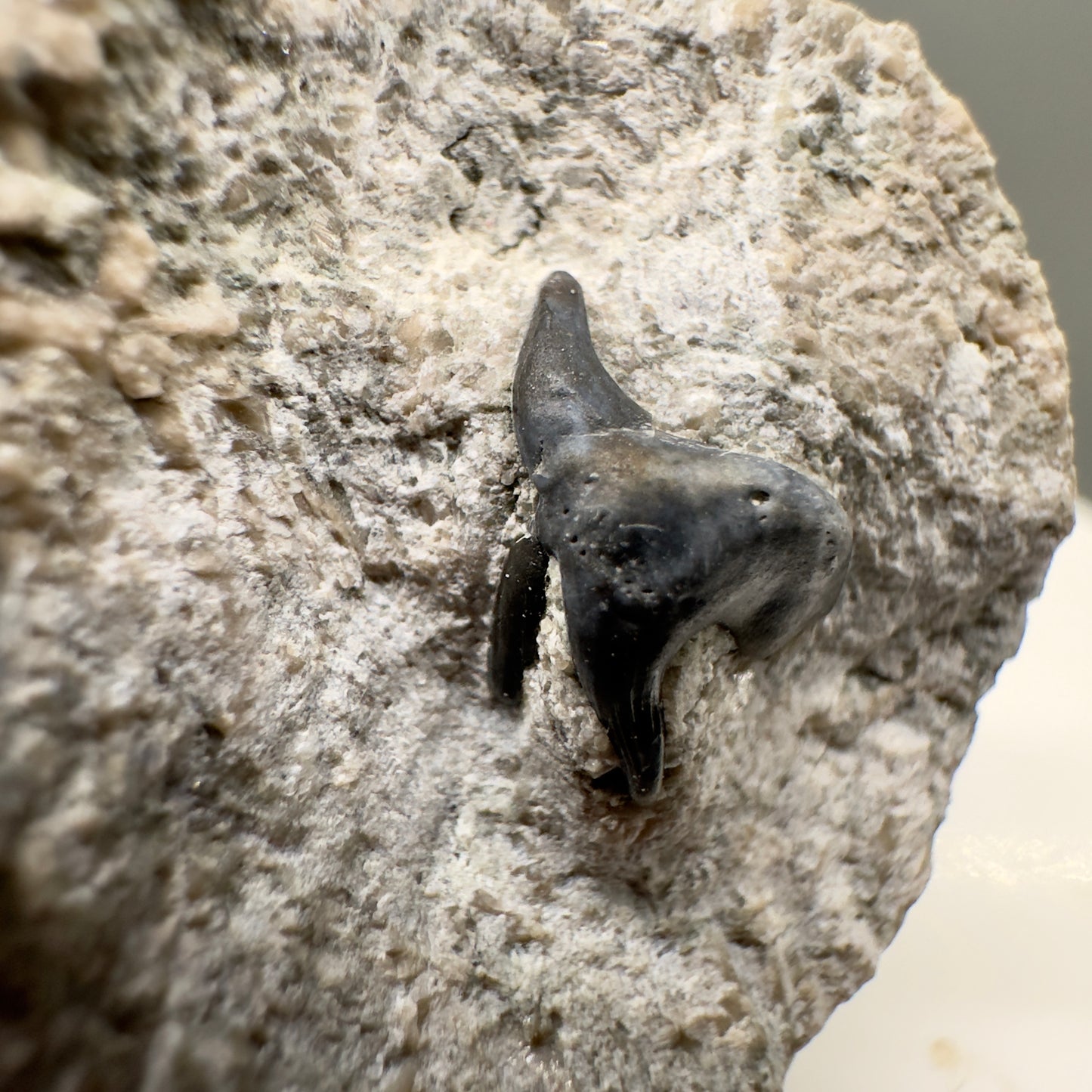 340 million years old - In Matrix Fossil Phoebodus sp. - Extinct Phoebodont Shark Tooth from Indiana R562 - front left