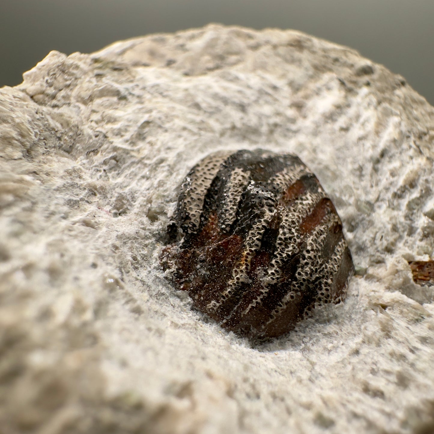 340 million years old - In Matrix Fossil Solenodus sp. - Extinct Cochliodont Shark Tooth from Indiana R563 - Front left