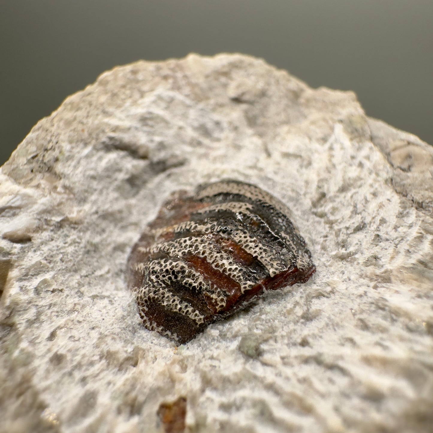 340 million years old - In Matrix Fossil Solenodus sp. - Extinct Cochliodont Shark Tooth from Indiana R563 - Front right