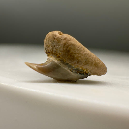 Very Rare 0.30" Fossil Megachasma applegatei - Extinct Megamouth Shark Tooth from Kern Co., CA R567 - Front right1