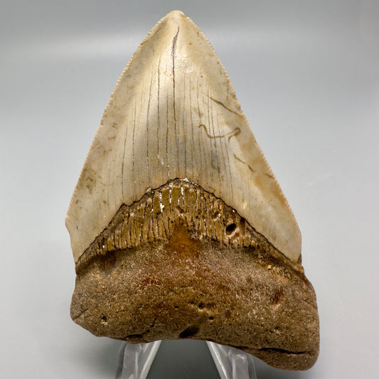 Colorful 3.84" Fossil Megalodon Tooth from North Carolina CM4930 - Front