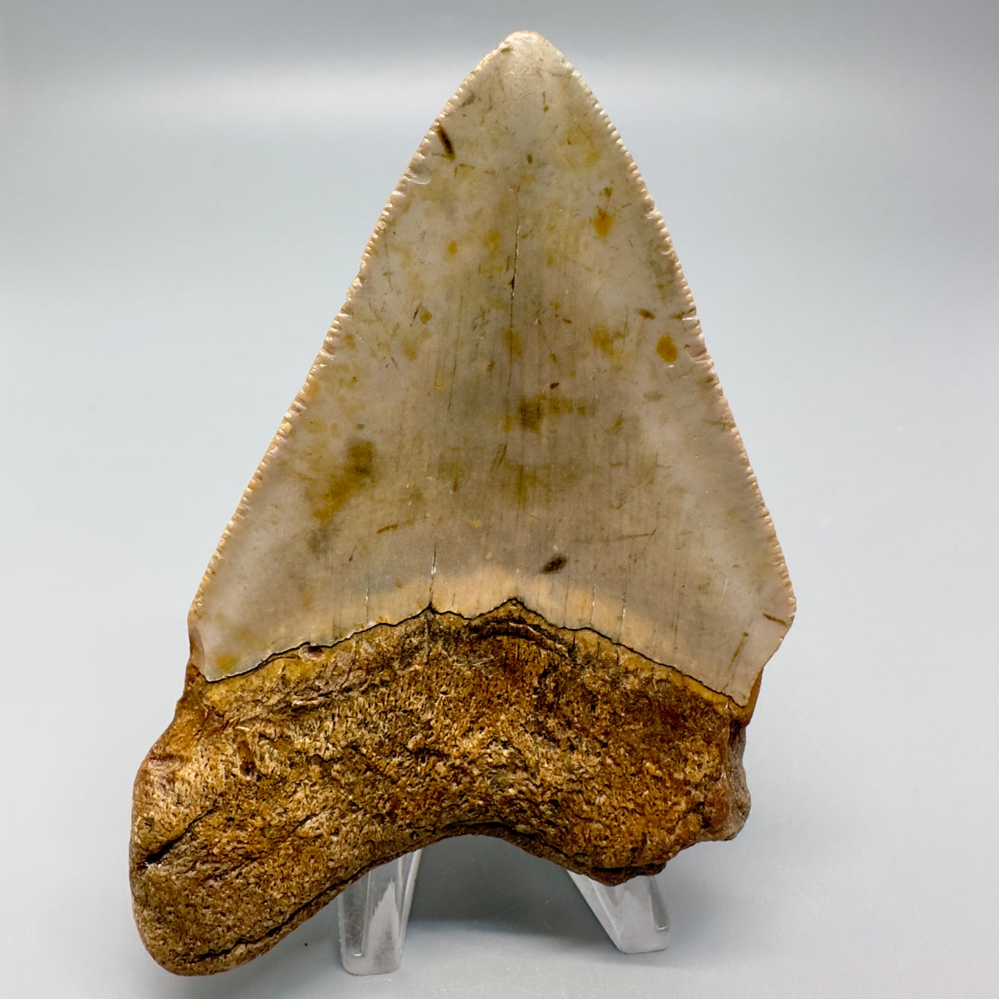 Colorful 3.84" Fossil Megalodon Tooth from North Carolina CM4930 - Back