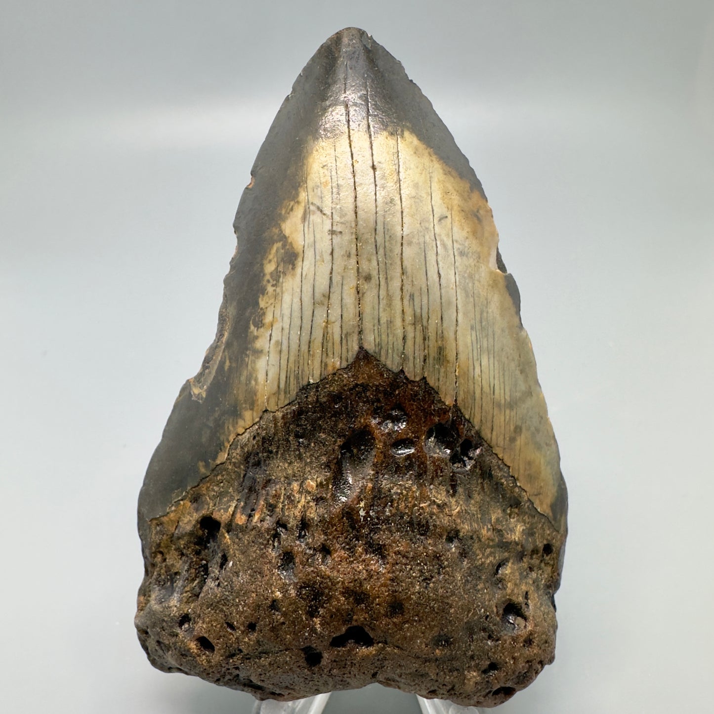 Colorful 3.78" Fossil Megalodon Tooth from North Carolina CM4932 - Front