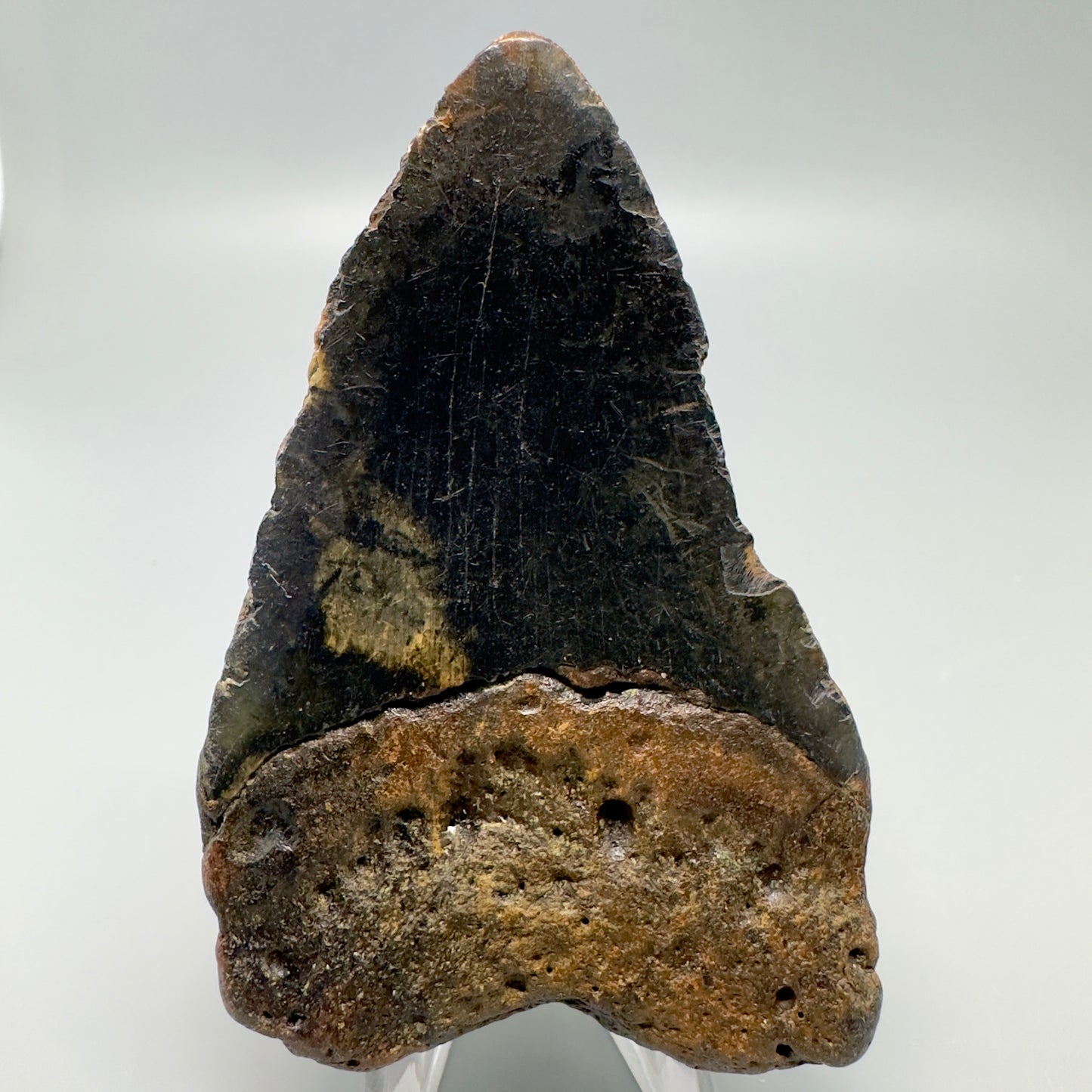 Colorful 3.78" Fossil Megalodon Tooth from North Carolina CM4932 - Back