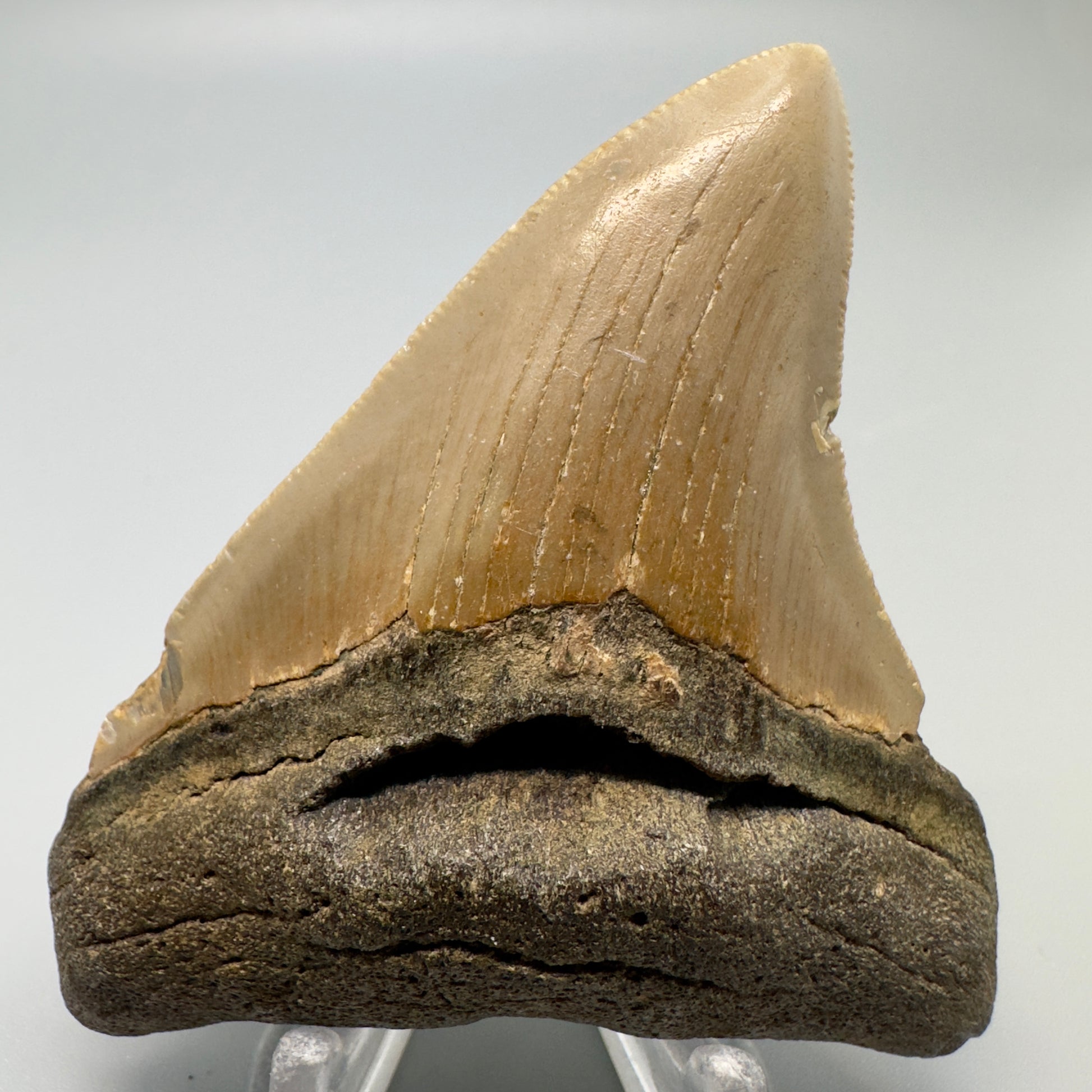 North Carolina  3.11" Fossil Megalodon Tooth CM4942 - Front