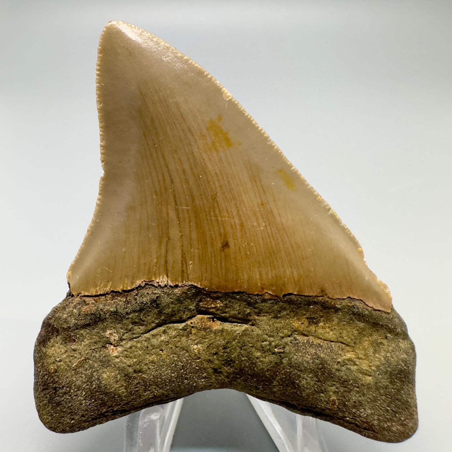 North Carolina  3.11" Fossil Megalodon Tooth CM4942 - Back