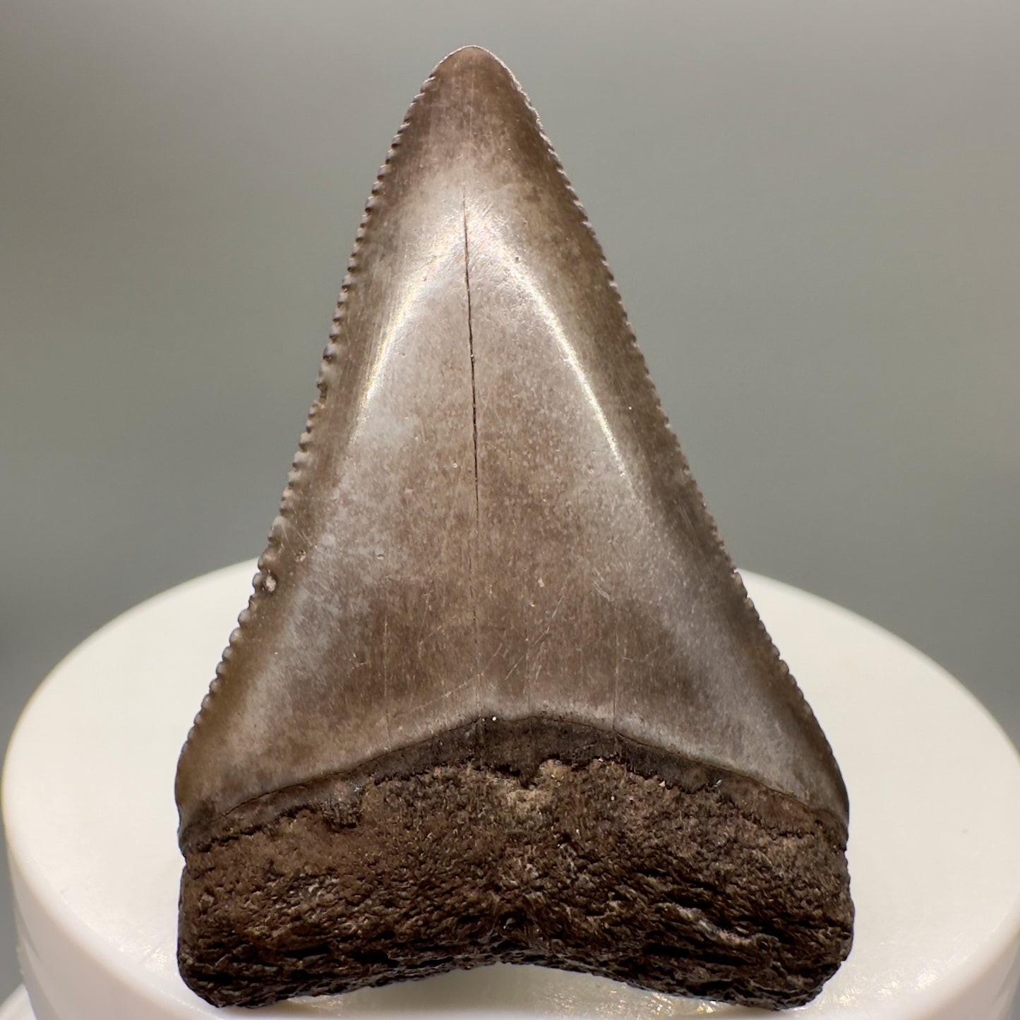 Beautiful 1.89" Fossil Great White Shark Tooth - South Carolina River GW1105 - Front