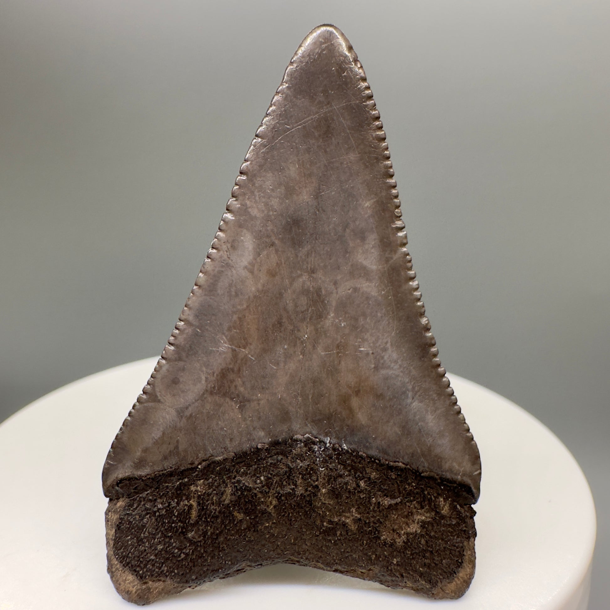 Beautiful 1.89" Fossil Great White Shark Tooth - South Carolina River GW1105 - Back