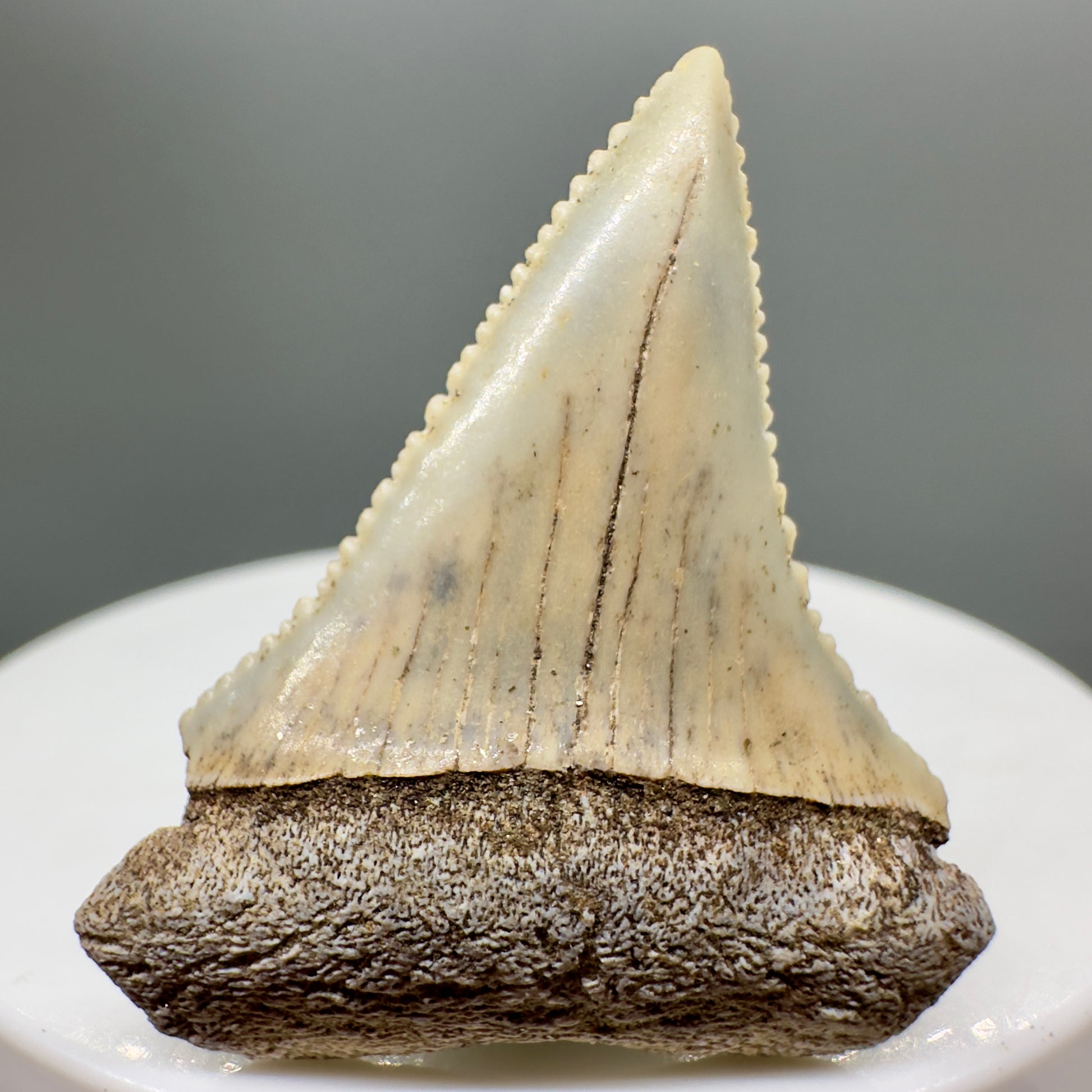 Rare Location - Colorful 1.41" Fossil Great White Shark Tooth from Oceanside, California GW1118 - Front