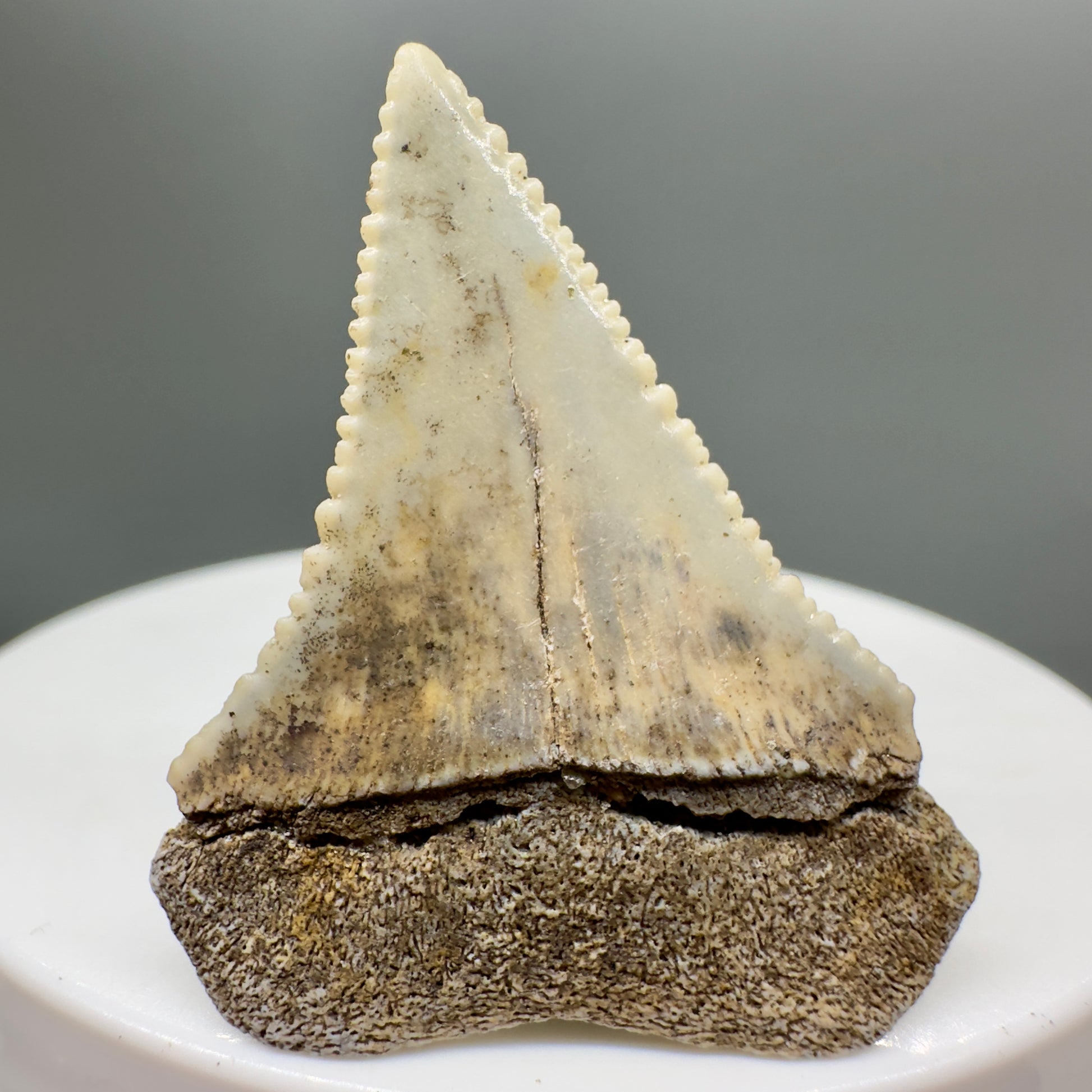  Rare Location - Colorful 1.41" Fossil Great White Shark Tooth from Oceanside, California GW1118 - Back