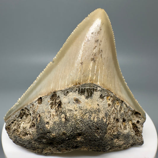 Lateral serrated 2.32" Authentic Fossil Megalodon Tooth from North Carolina CM4949 - Front