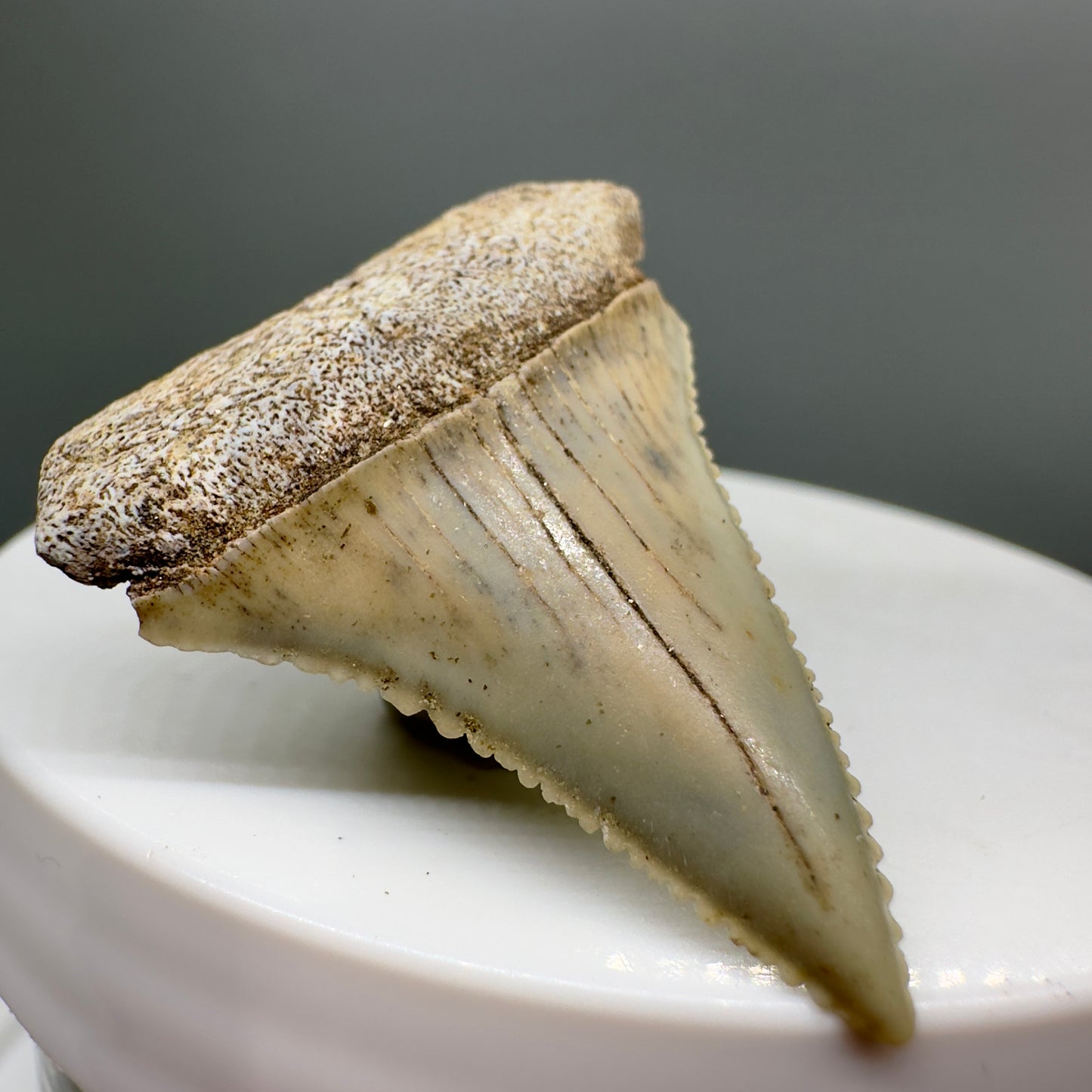  Rare Location - Colorful 1.41" Fossil Great White Shark Tooth from Oceanside, California GW1118 - Front left