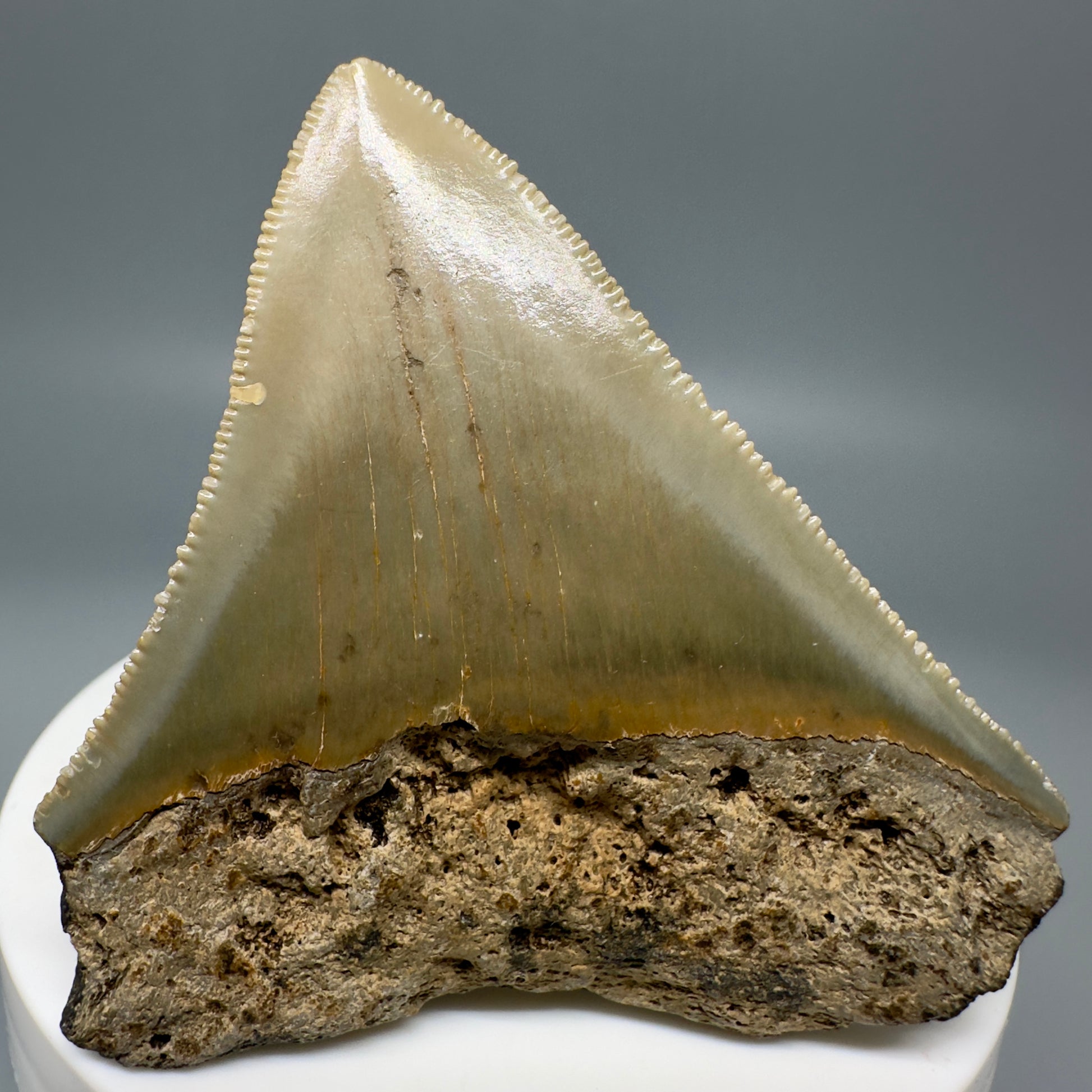 Lateral serrated 2.32" Authentic Fossil Megalodon Tooth from North Carolina CM4949 - Back