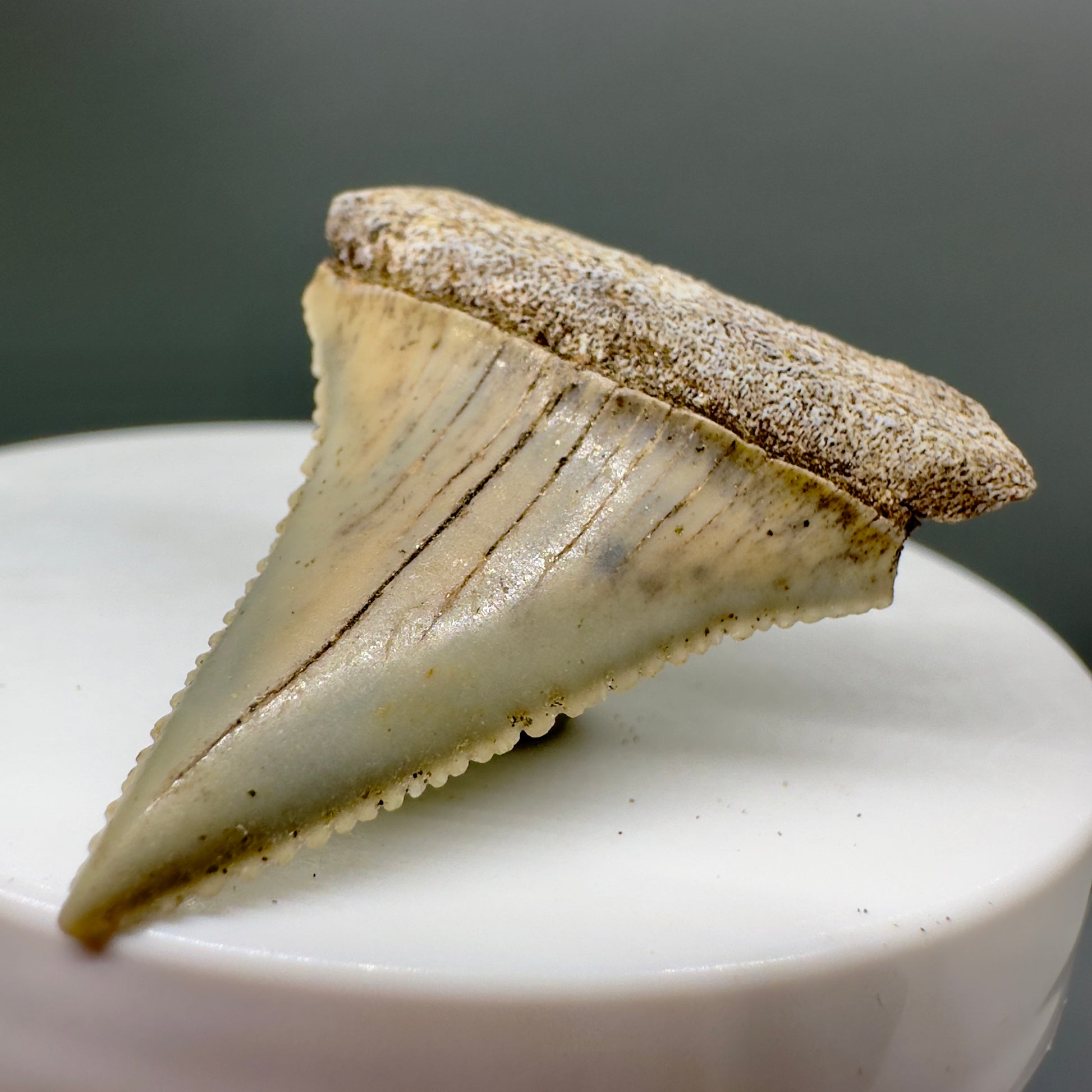  Rare Location - Colorful 1.41" Fossil Great White Shark Tooth from Oceanside, California GW1118 - Front right