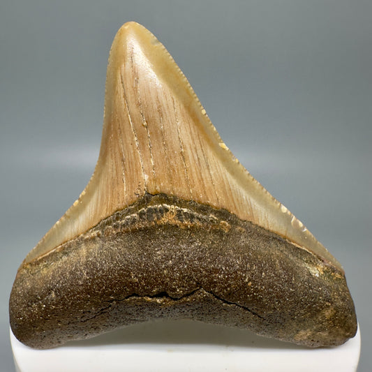 Colorful 2.57" Fossil Megalodon Tooth from North Carolina CM4951 - Front