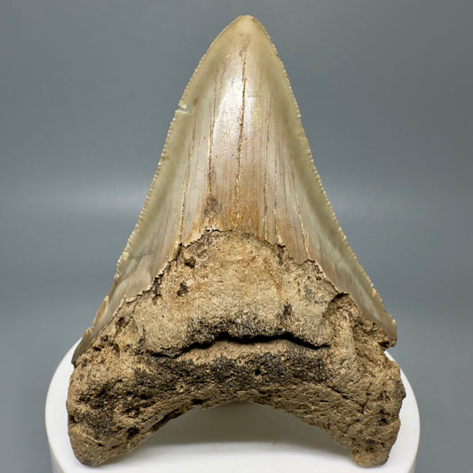 Colorful serrated 2.93" Authentic Fossil Megalodon Tooth from North Carolina CM4953 - Front