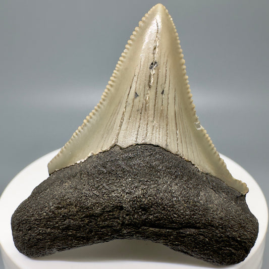 Colorful 2.17" Fossil Megalodon Tooth from North Carolina CM4947 - Front