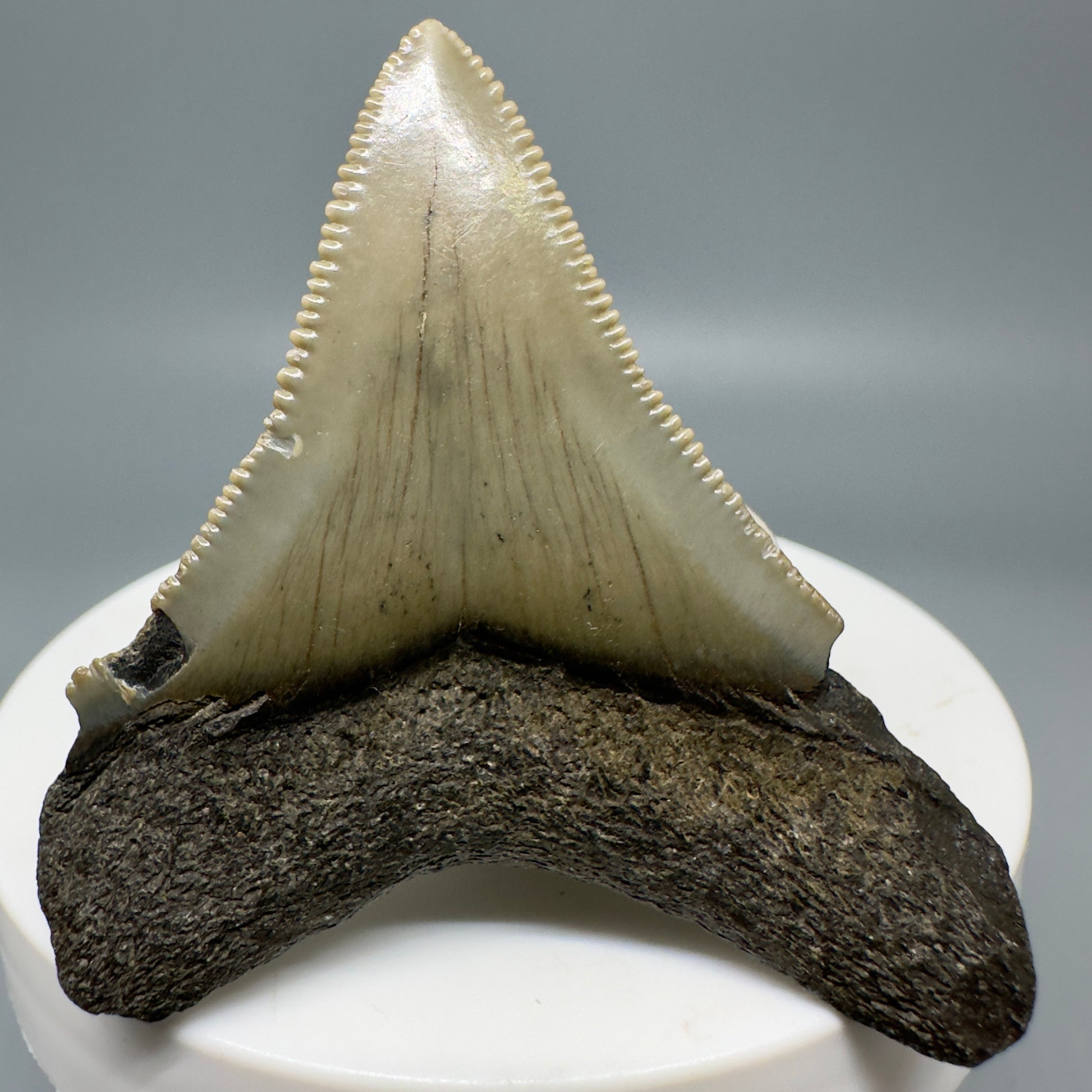 Colorful 2.17" Fossil Megalodon Tooth from North Carolina CM4947 - Back