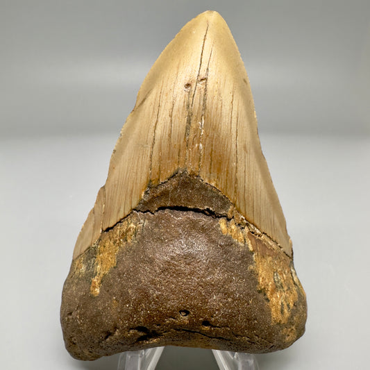 Colorful 3.71" Fossil Megalodon Tooth from North Carolina CM4962 - Front