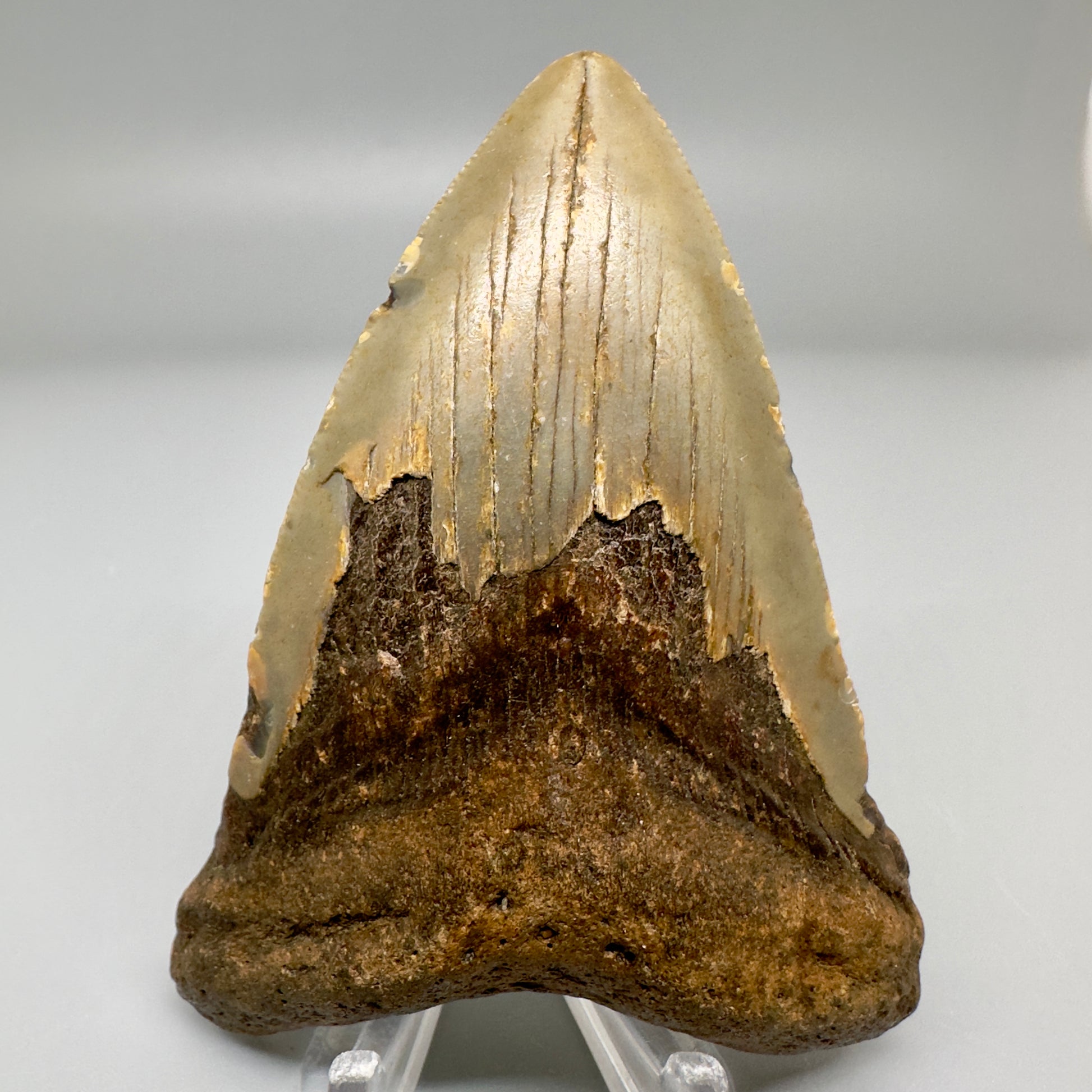 Colorful 3.55" Fossil Megalodon Tooth from North Carolina CM4960 - Front