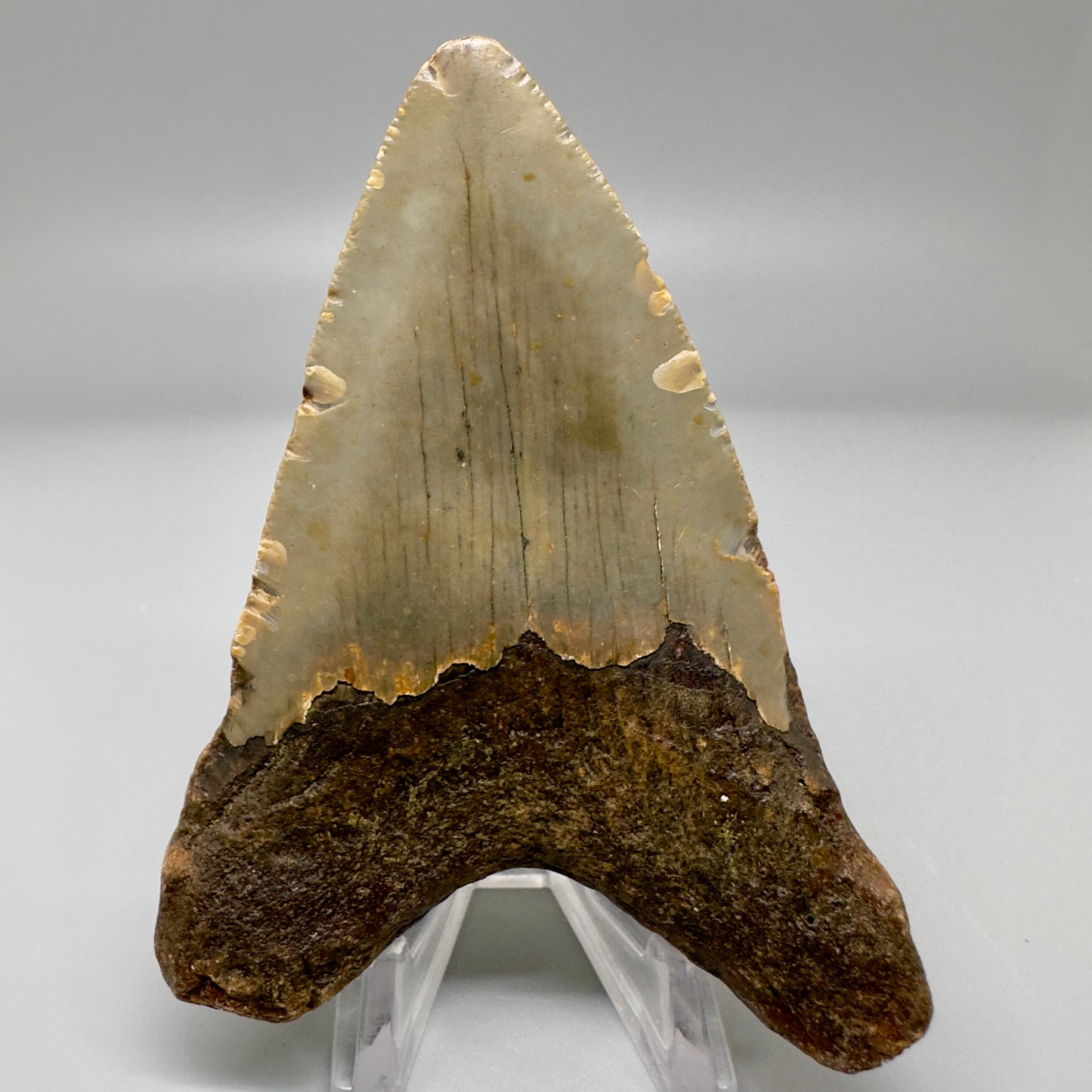 Colorful 3.55" Fossil Megalodon Tooth from North Carolina CM4960 - Back