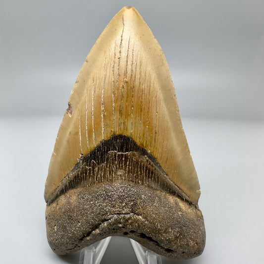 Colorful 4.59" Fossil Megalodon Tooth from North Carolina CM4974 - Front