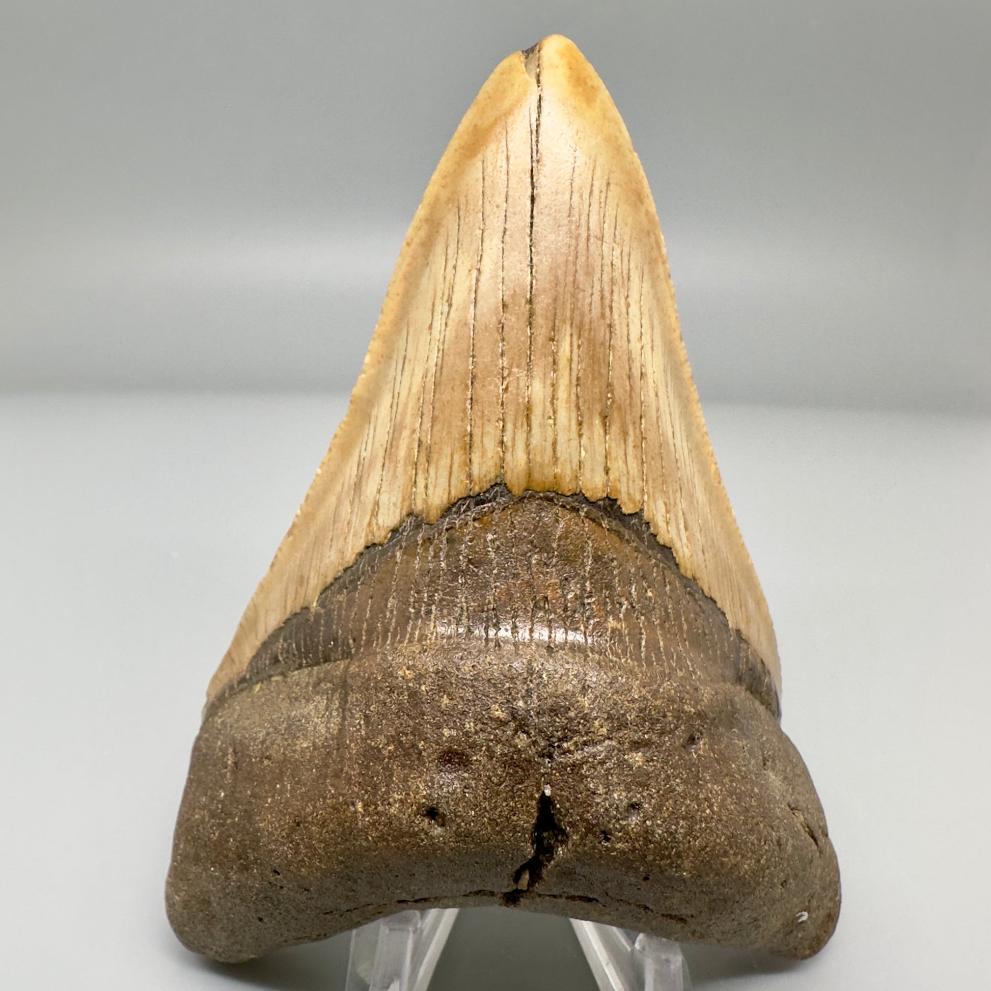 Colorful 4.16" Fossil Megalodon Tooth from North Carolina CM4969 - Front 