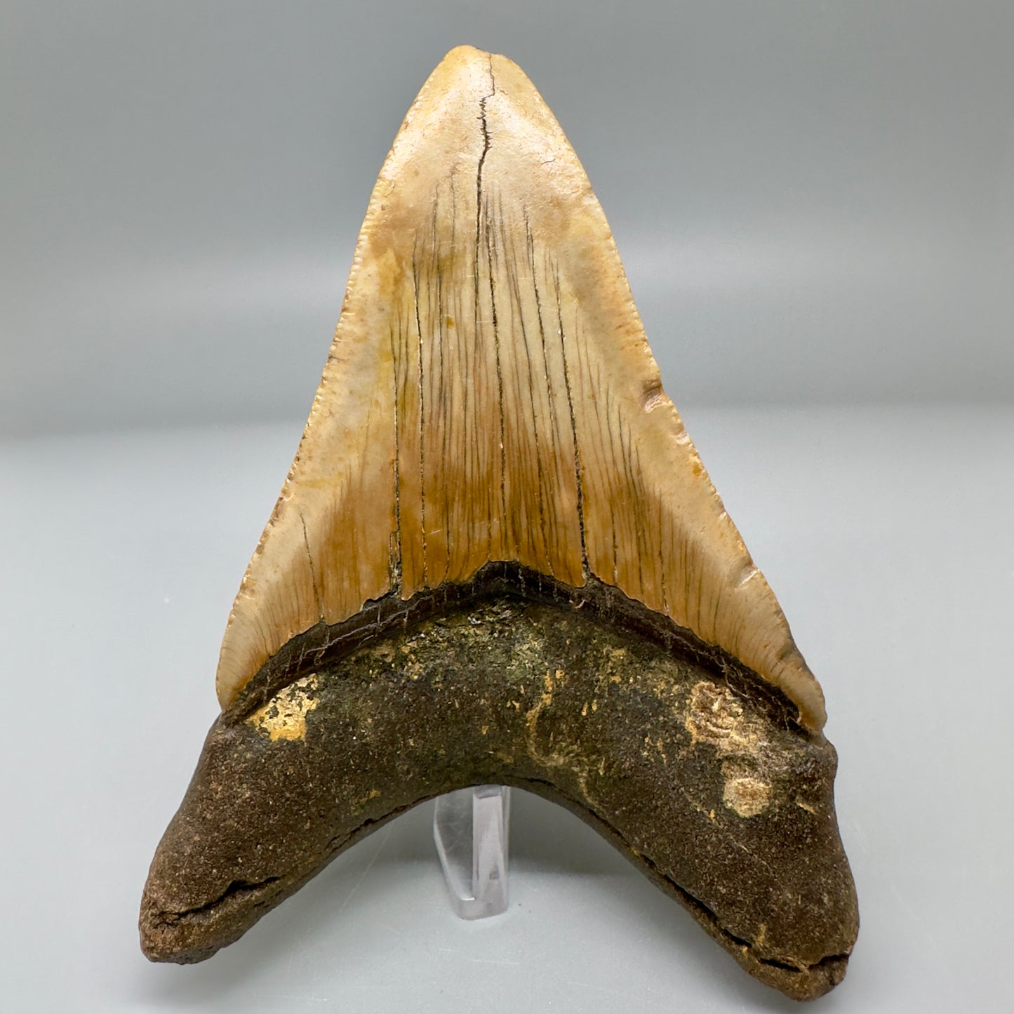 Colorful 4.16" Fossil Megalodon Tooth from North Carolina CM4969 - Back