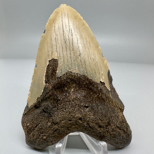 Colorful 4.02" Fossil Megalodon Tooth from North Carolina CM4966 - Front