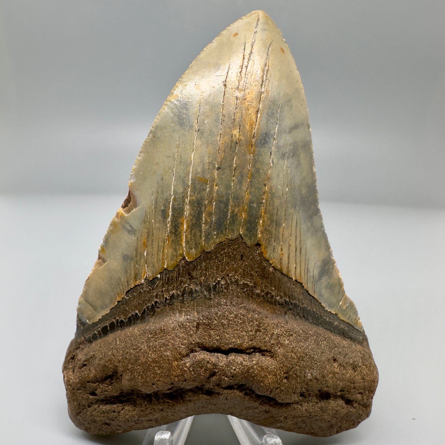 Colorful with great prints 4.61" Fossil Megalodon Tooth - North Carolina CM4975 - Front