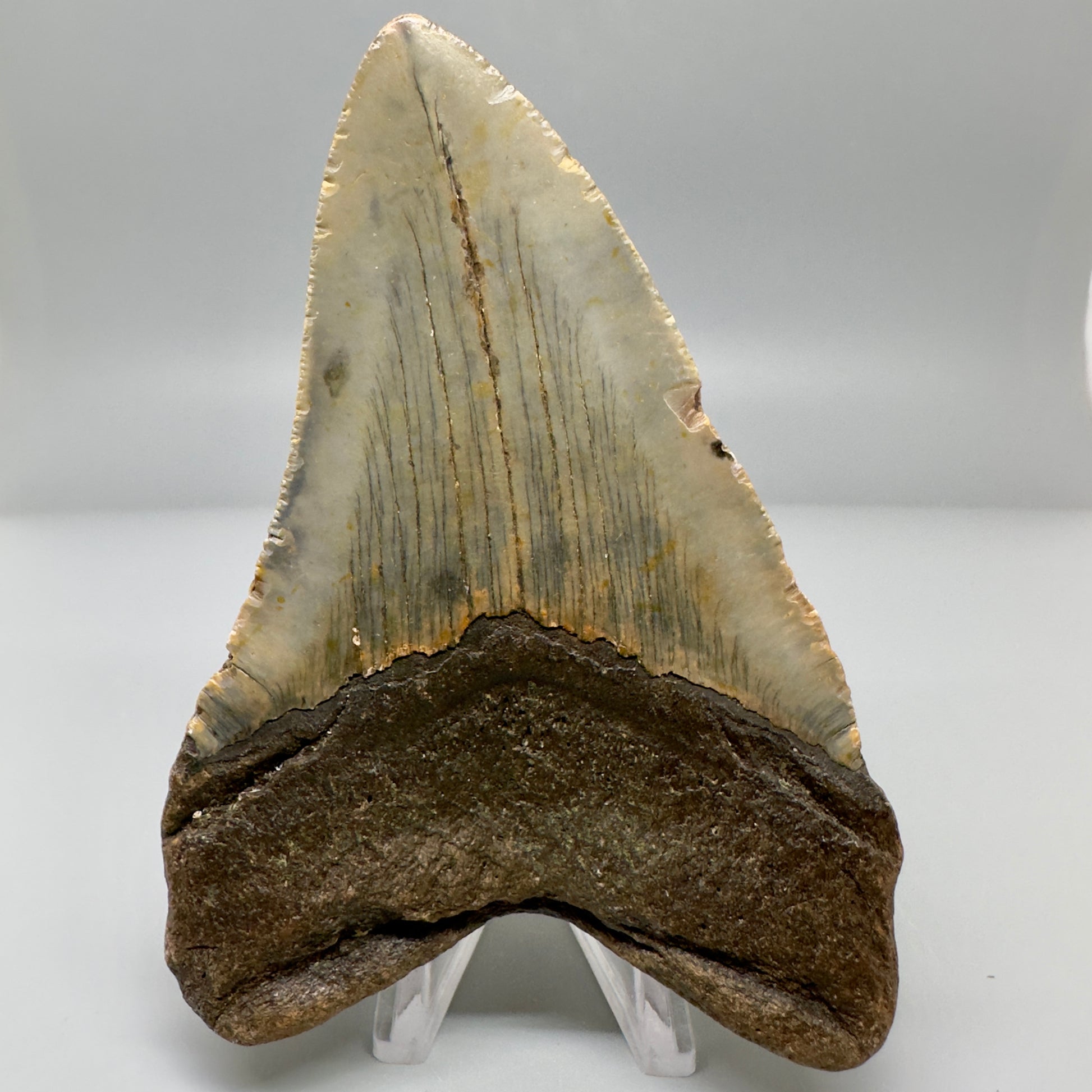 Colorful with great prints 4.61" Fossil Megalodon Tooth - North Carolina CM4975 - Back