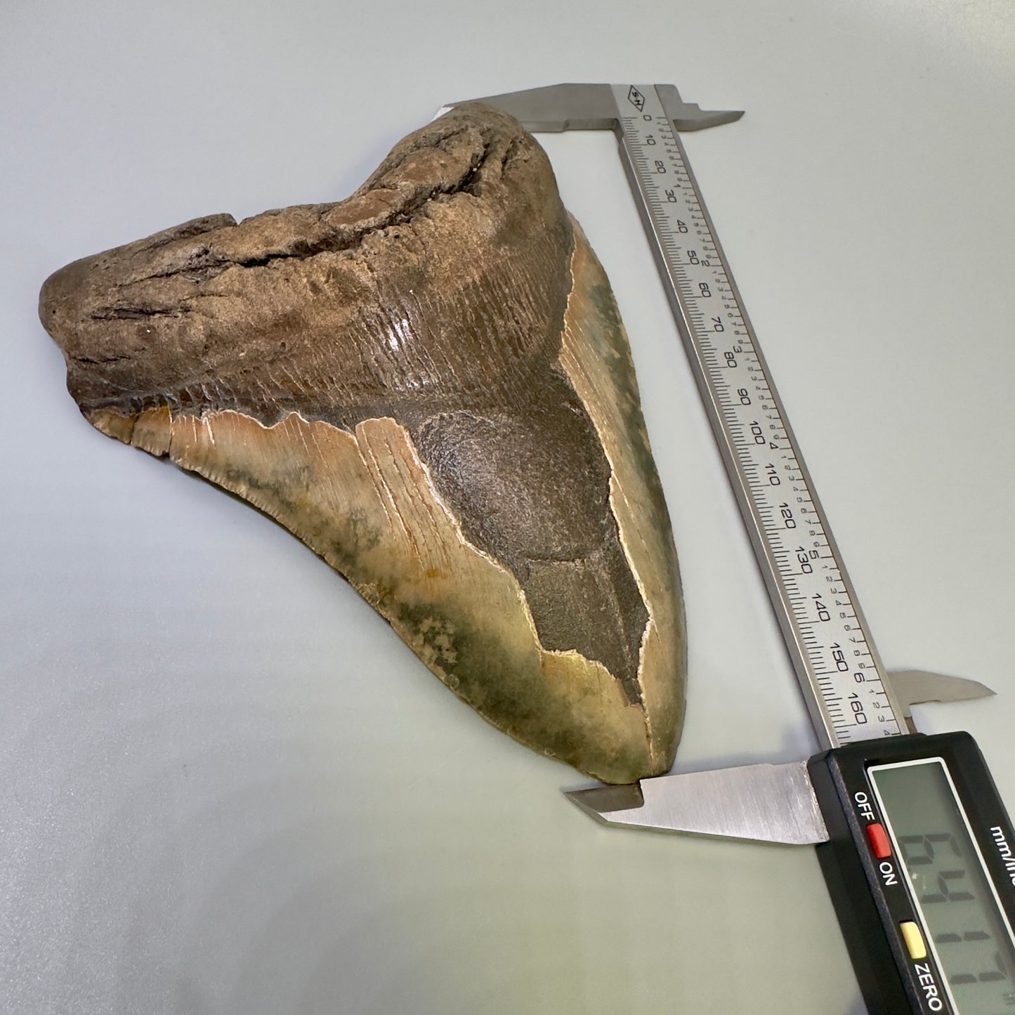 Extra Large  6.41" Fossil Megalodon Shark Tooth - Wilmington North Carolina CM4983 - Front Caliper