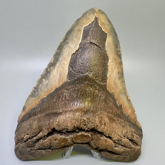 Extra Large  6.41" Fossil Megalodon Shark Tooth - Wilmington North Carolina CM4983 - Front