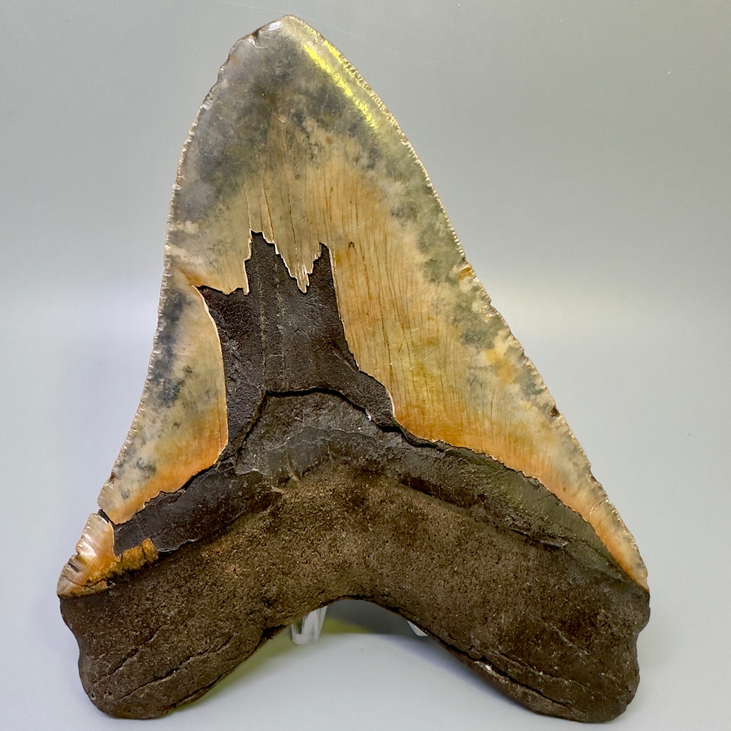 Extra Large  6.41" Fossil Megalodon Shark Tooth - Wilmington North Carolina CM4983 - Back 