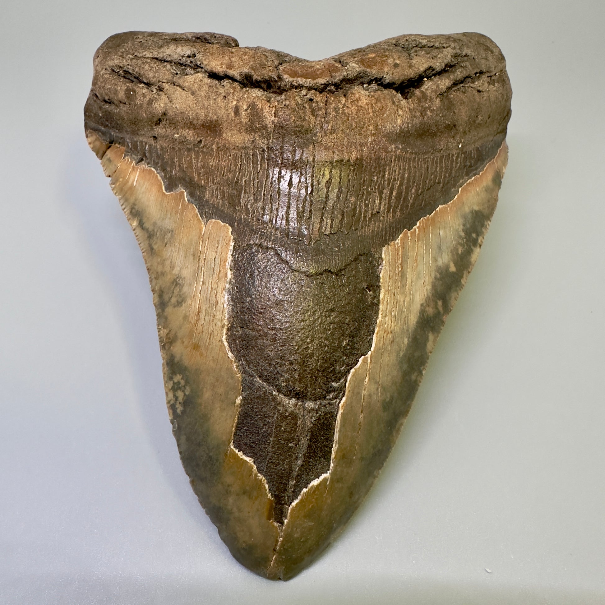 Extra Large  6.41" Fossil Megalodon Shark Tooth - Wilmington North Carolina CM4983 - Front1