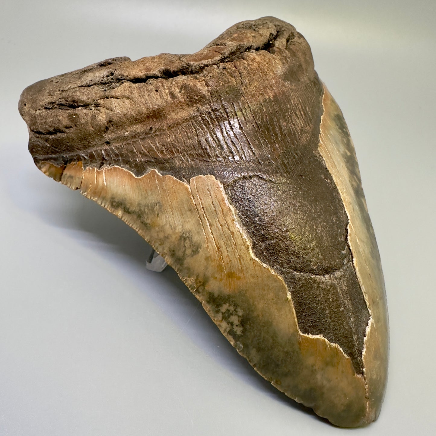 Extra Large  6.41" Fossil Megalodon Shark Tooth - Wilmington North Carolina CM4983 - Front Left