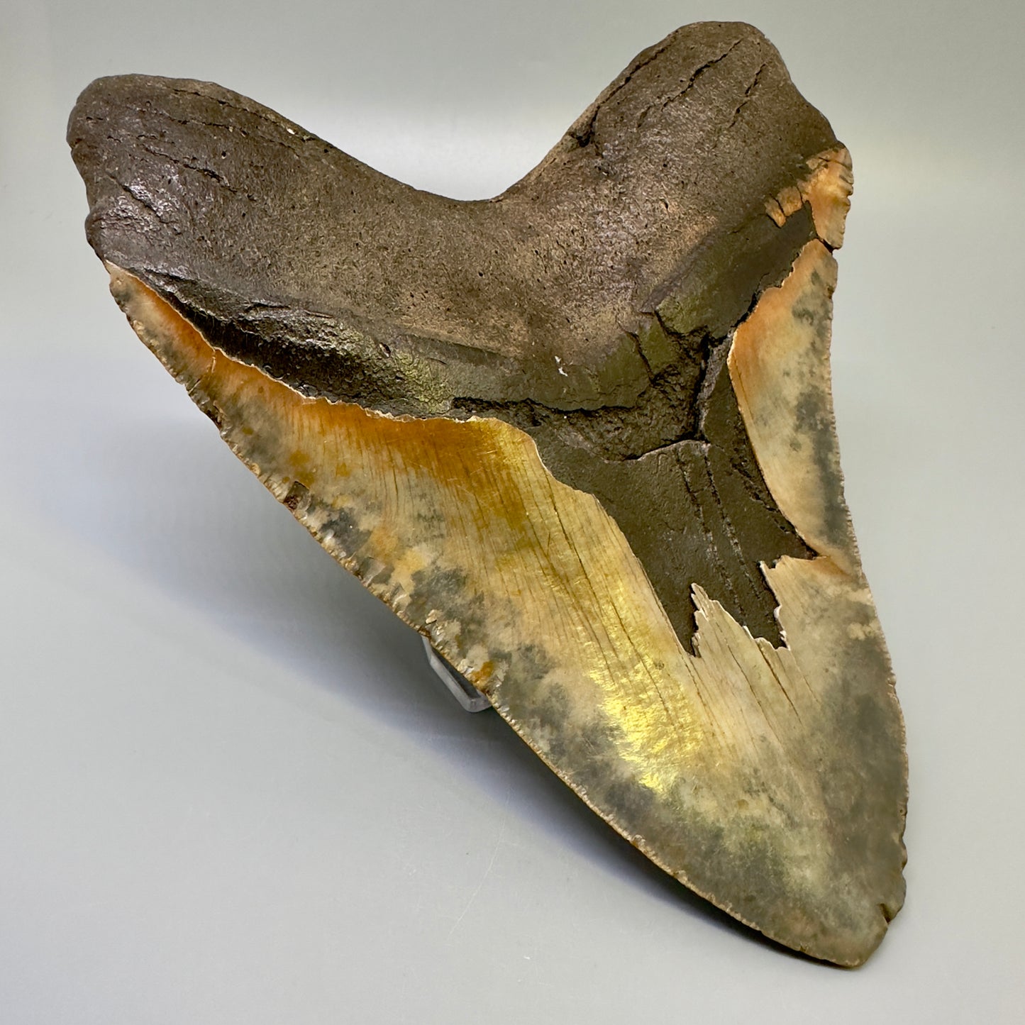 Extra Large  6.41" Fossil Megalodon Shark Tooth - Wilmington North Carolina CM4983 - Back Left