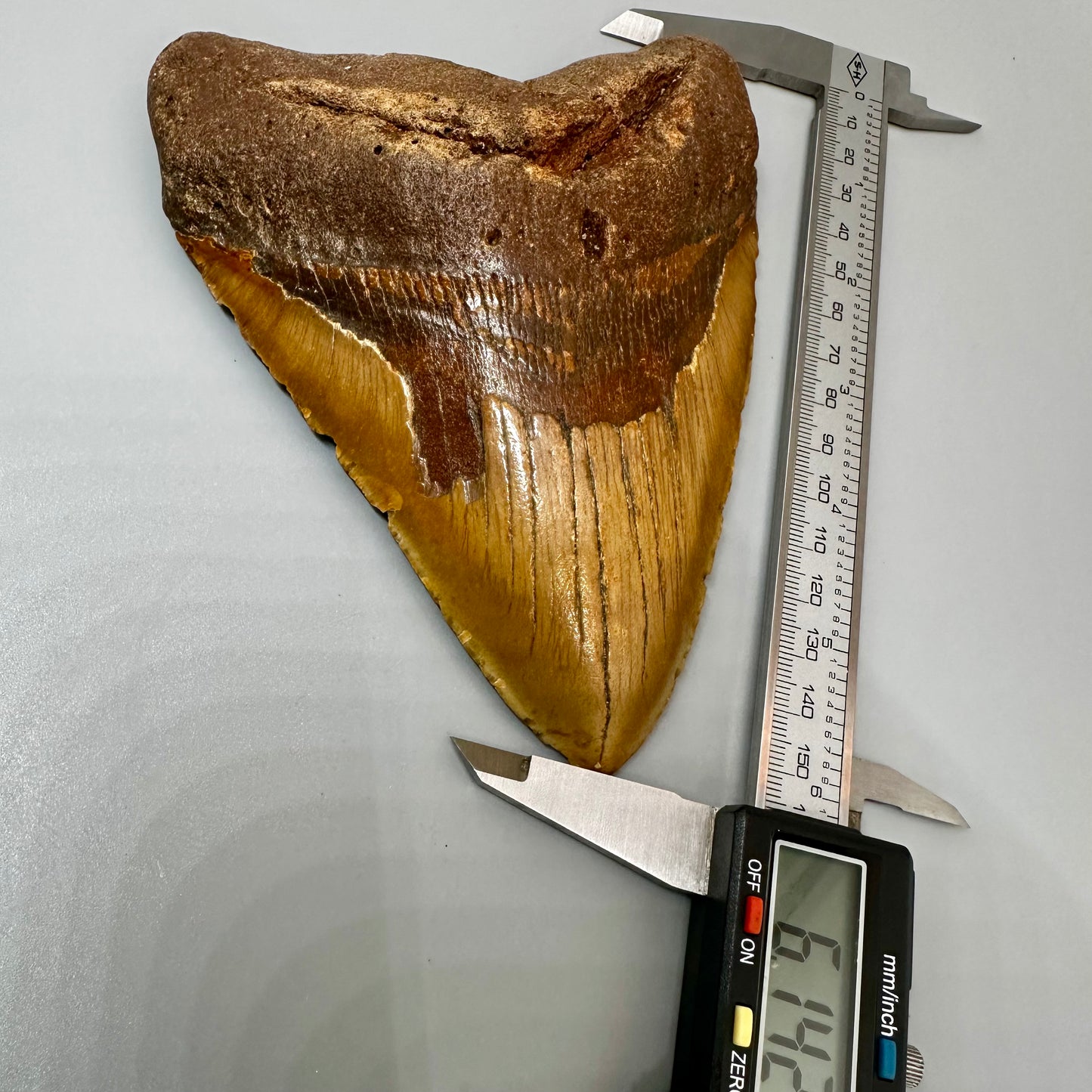 Extra Large 6.14" Fossil Megalodon Tooth - Wilmington North Carolina CM4981 - Front on calipers