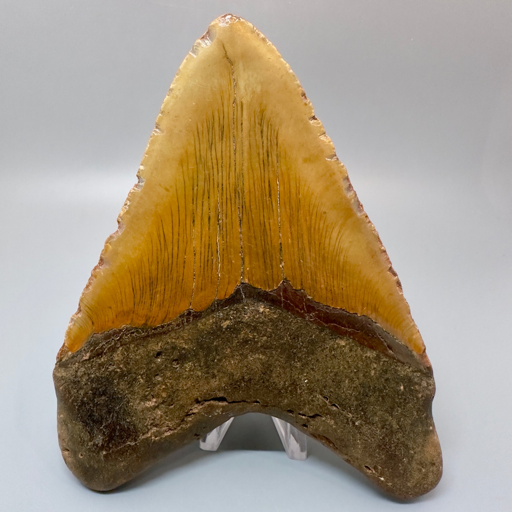 Extra Large 6.14" Fossil Megalodon Tooth - Wilmington North Carolina CM4981 - Back 