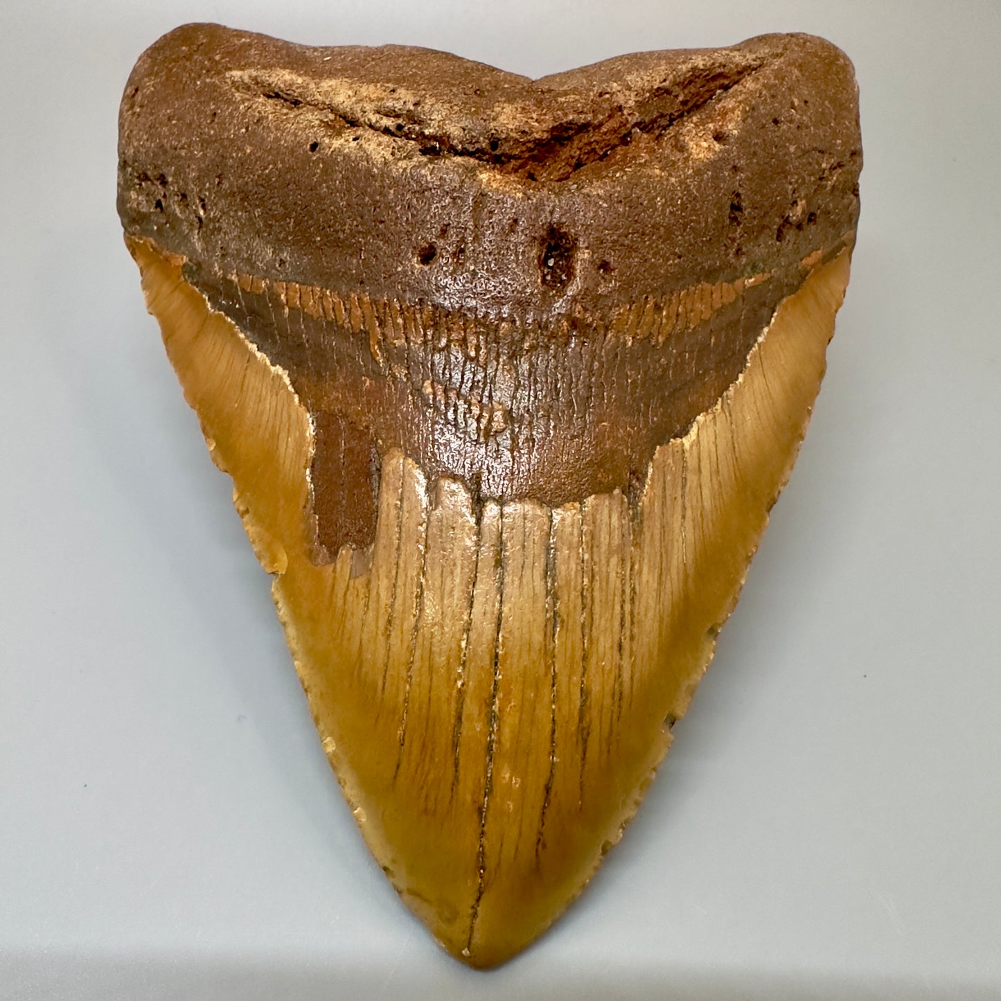 Extra Large 6.14" Fossil Megalodon Tooth - Wilmington North Carolina CM4981 - Front2