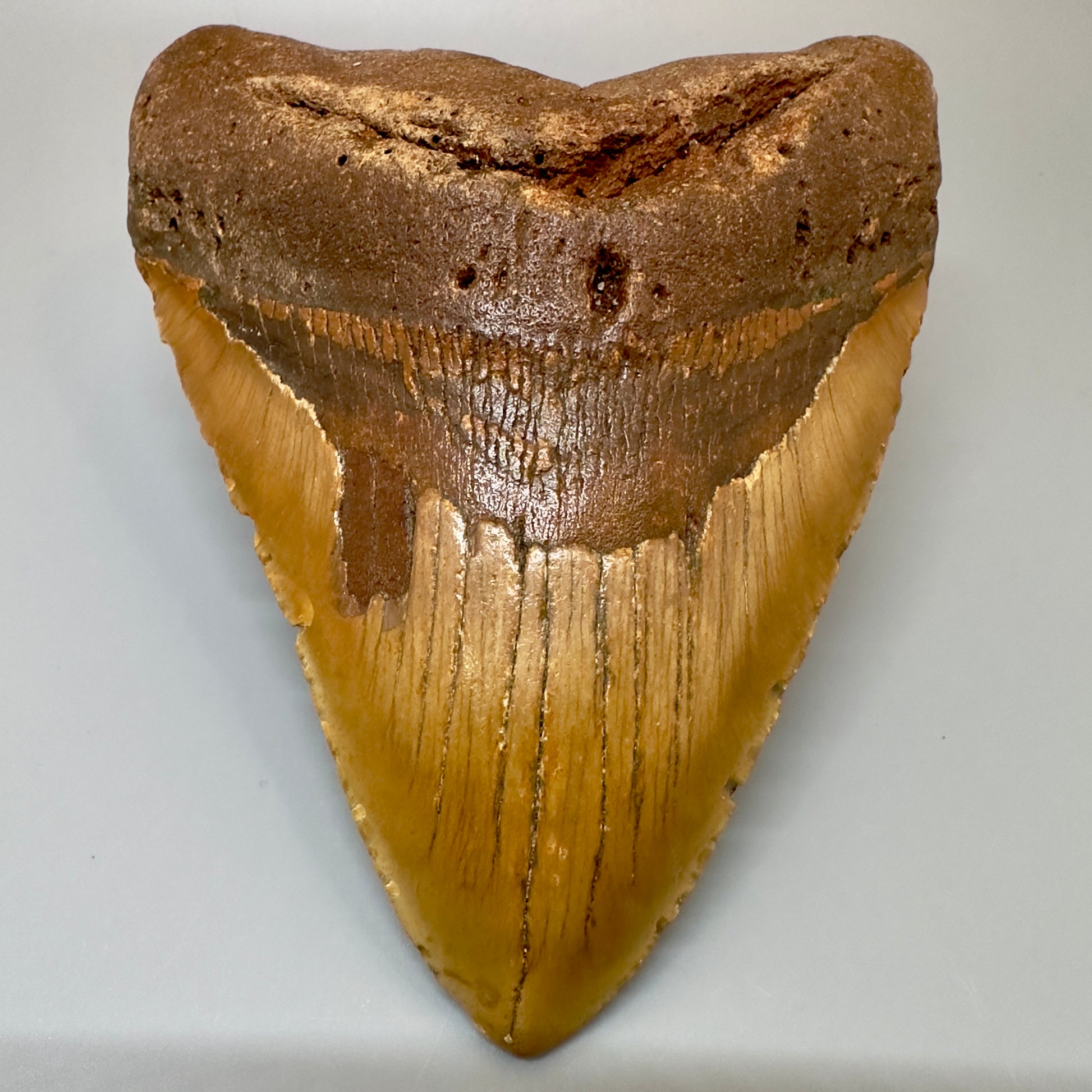 Extra Large 6.14" Fossil Megalodon Tooth - Wilmington North Carolina CM4981 - Front2