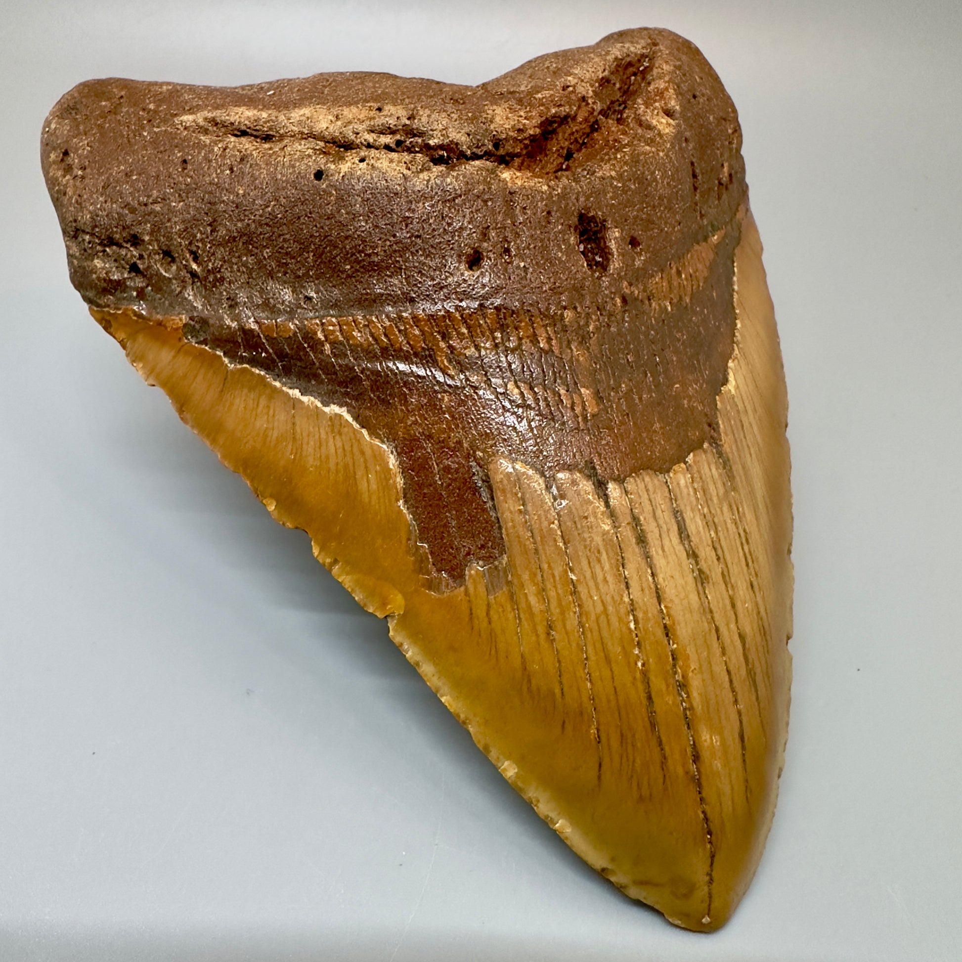 Extra Large 6.14" Fossil Megalodon Tooth - Wilmington North Carolina CM4981 - Front Left