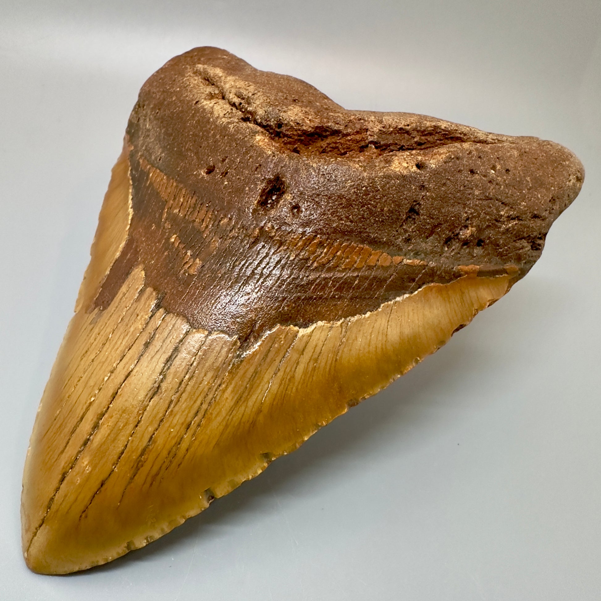 Extra Large 6.14" Fossil Megalodon Tooth - Wilmington North Carolina CM4981 - Front Right 