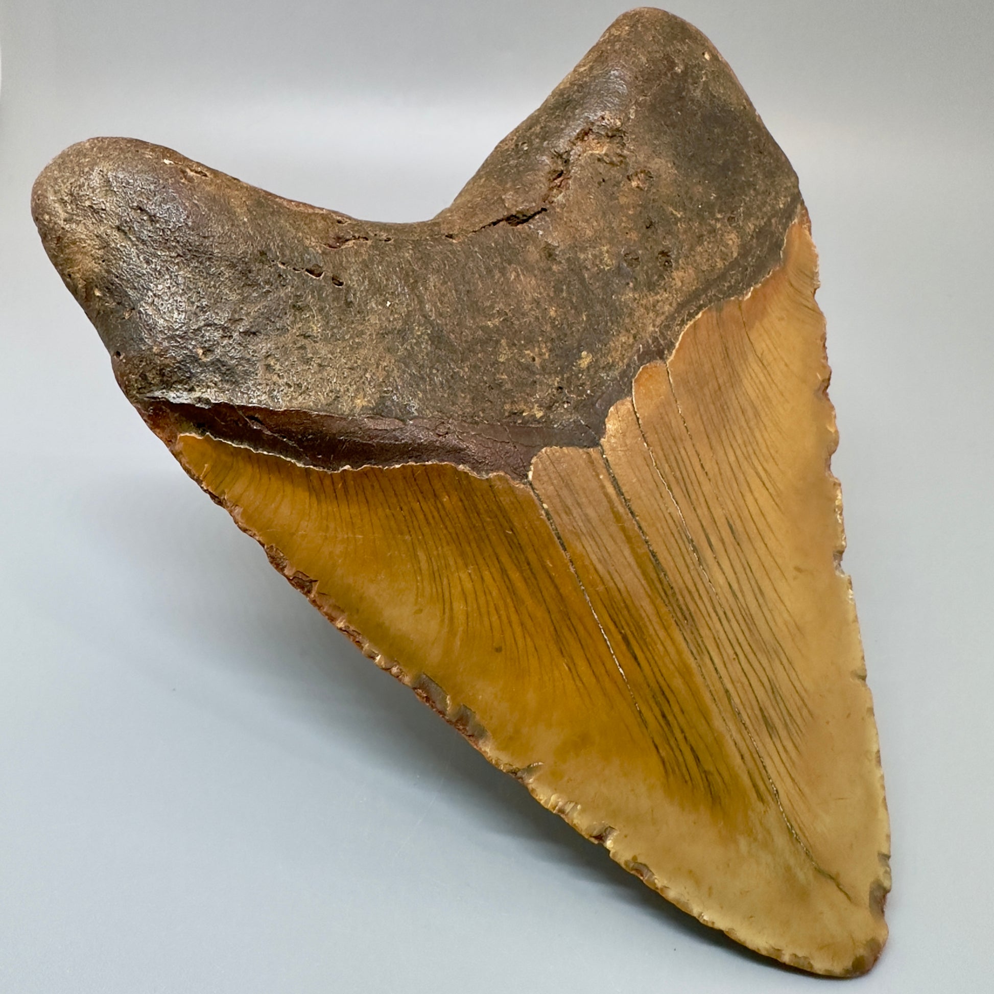 Extra Large 6.14" Fossil Megalodon Tooth - Wilmington North Carolina CM4981 - Back Left