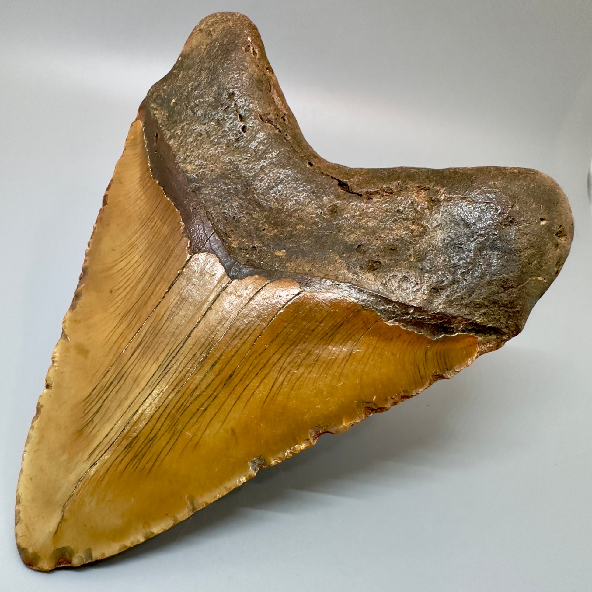 Extra Large 6.14" Fossil Megalodon Tooth - Wilmington North Carolina CM4981 - Back Right