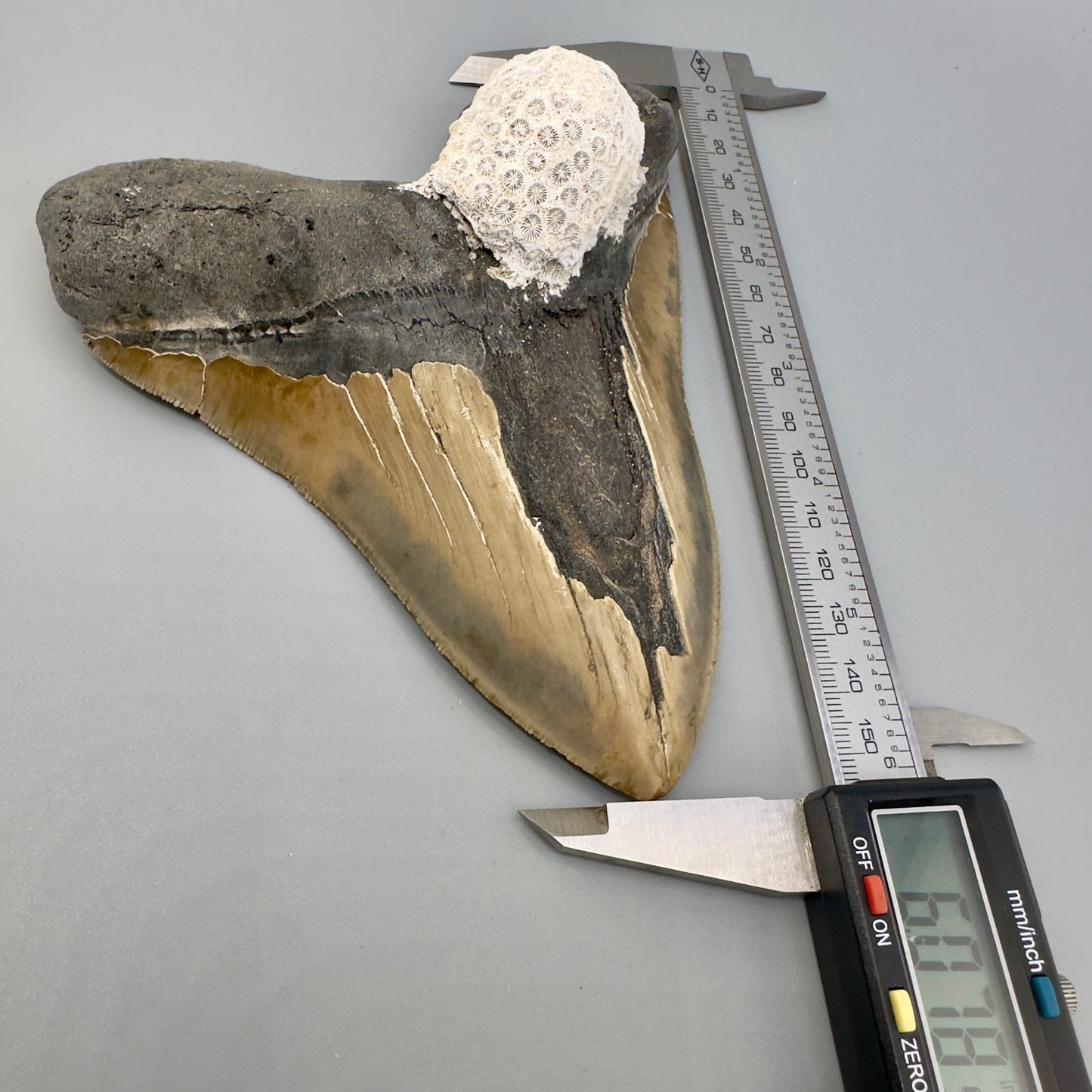 EXTRA LARGE 6.07" Fossil Megalodon Tooth - Wilmington North Carolina CM4980 - Front in calipers