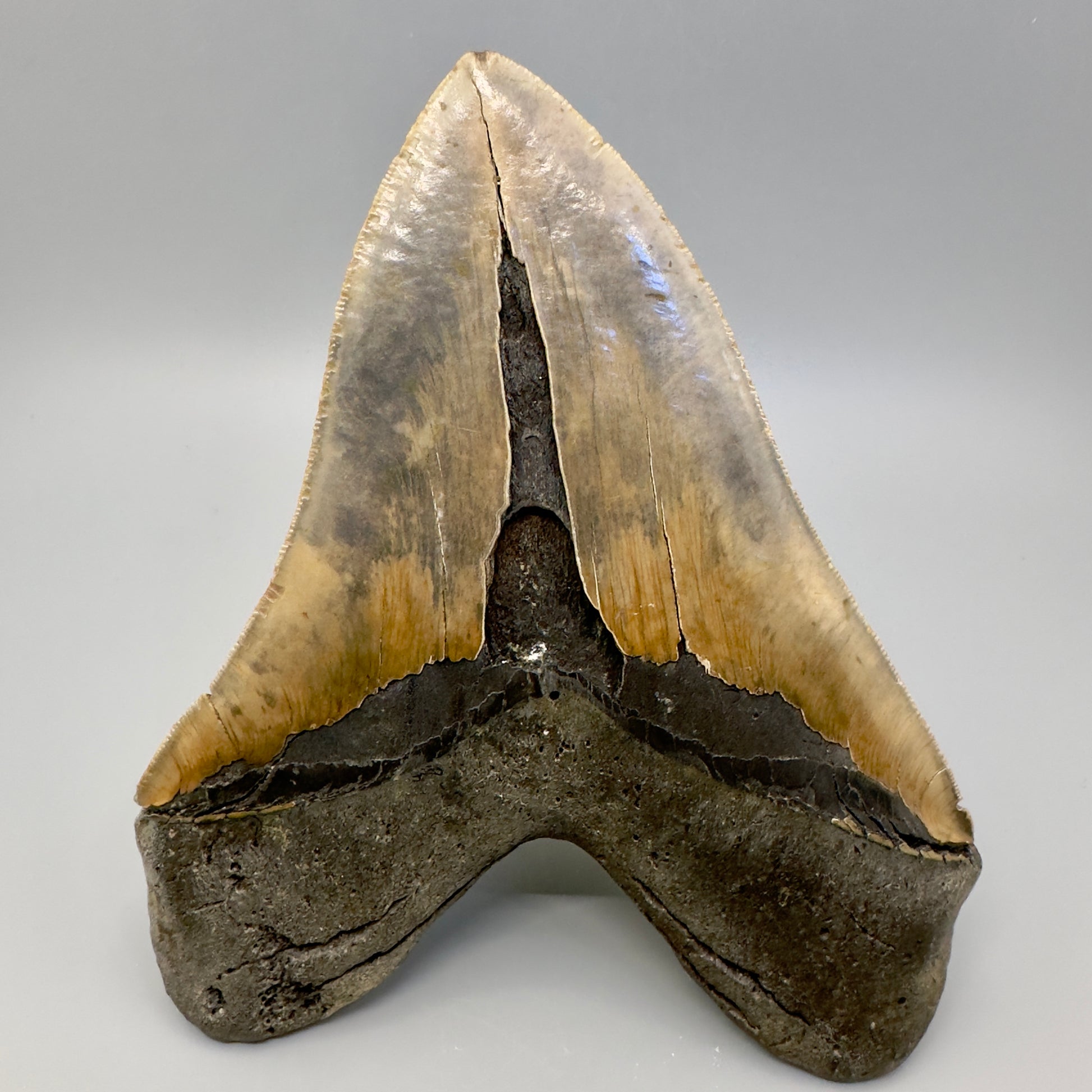 EXTRA LARGE 6.07" Fossil Megalodon Tooth - Wilmington North Carolina CM4980 - Back