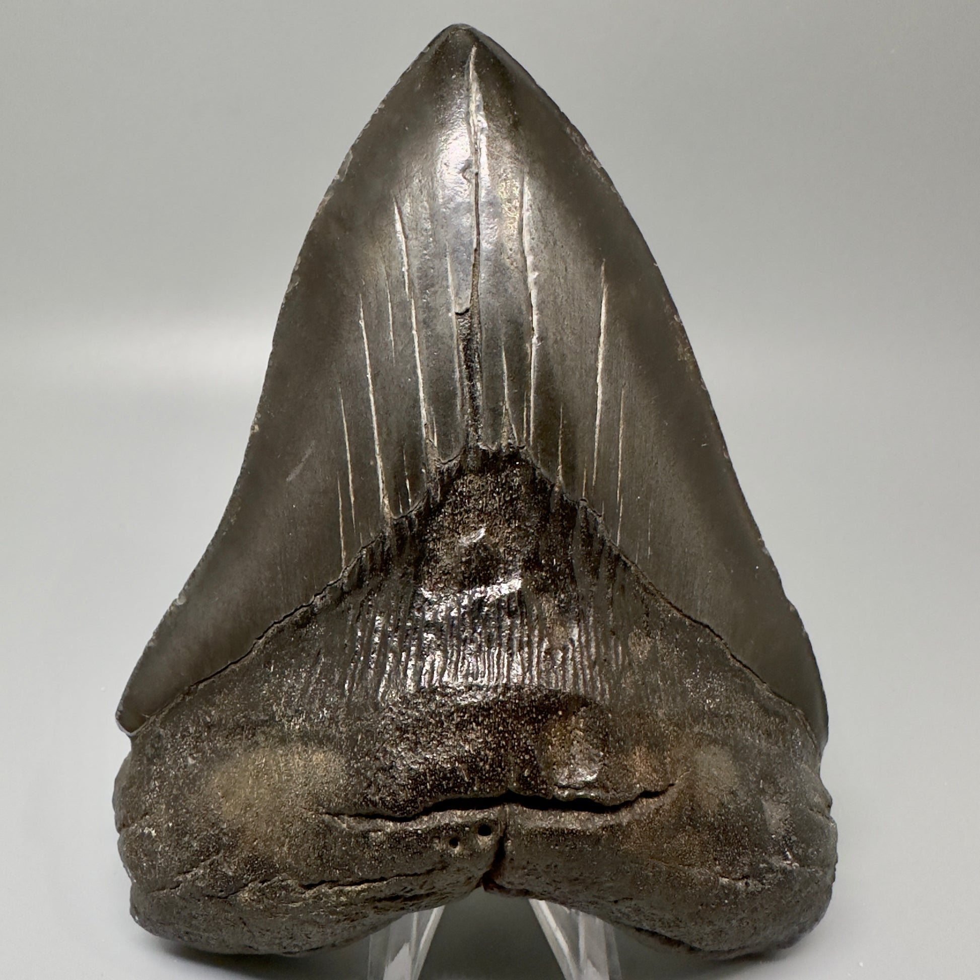 Black, Large  5.66" Fossil Megalodon Tooth from Southeast, USA CM4990 - Front